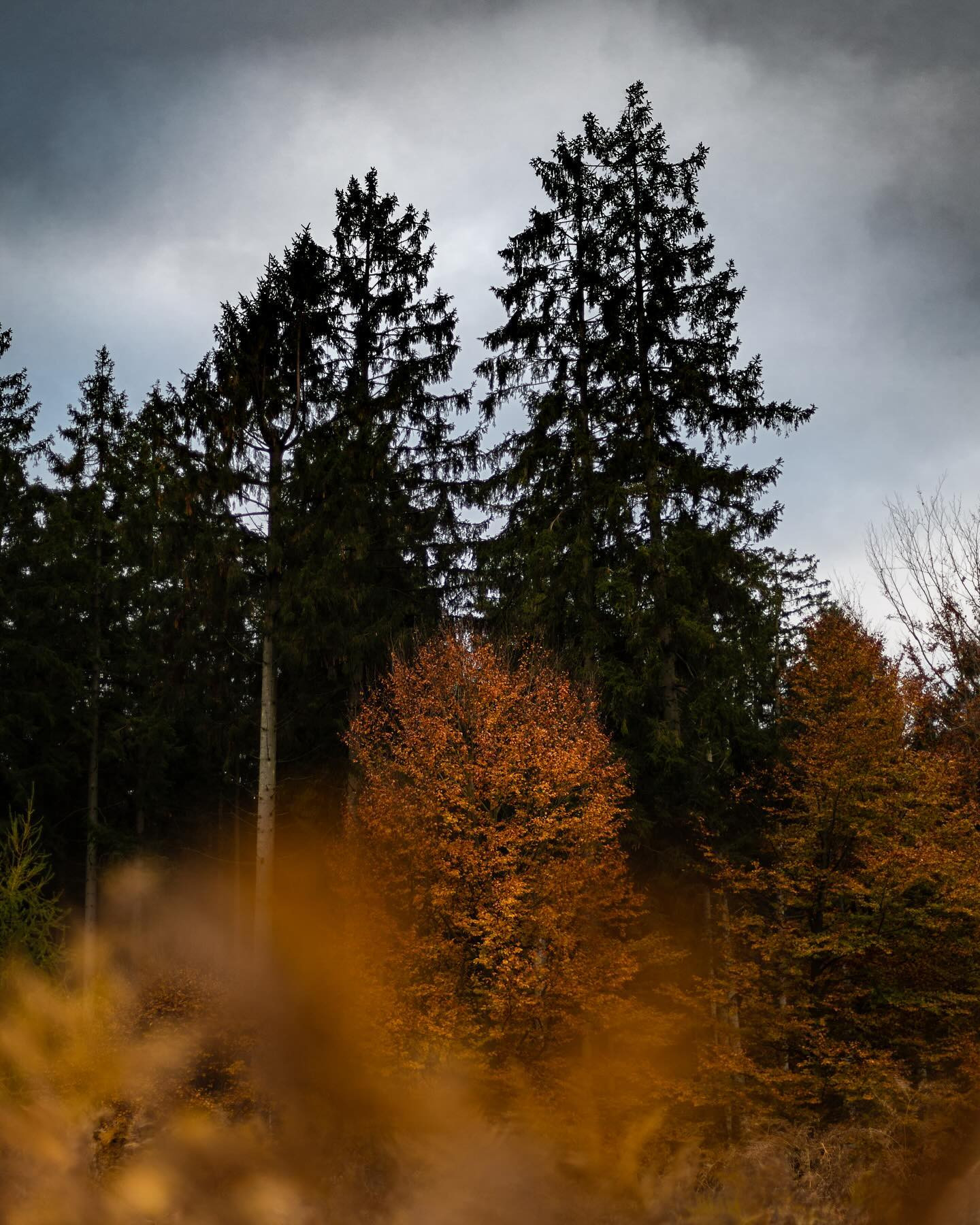 Took the 50 mm f/1.4 EF out for a walk. #autumn #autumnvibes #landscapephotography #canoneosr6markii #eosr6markii #canon50mm14