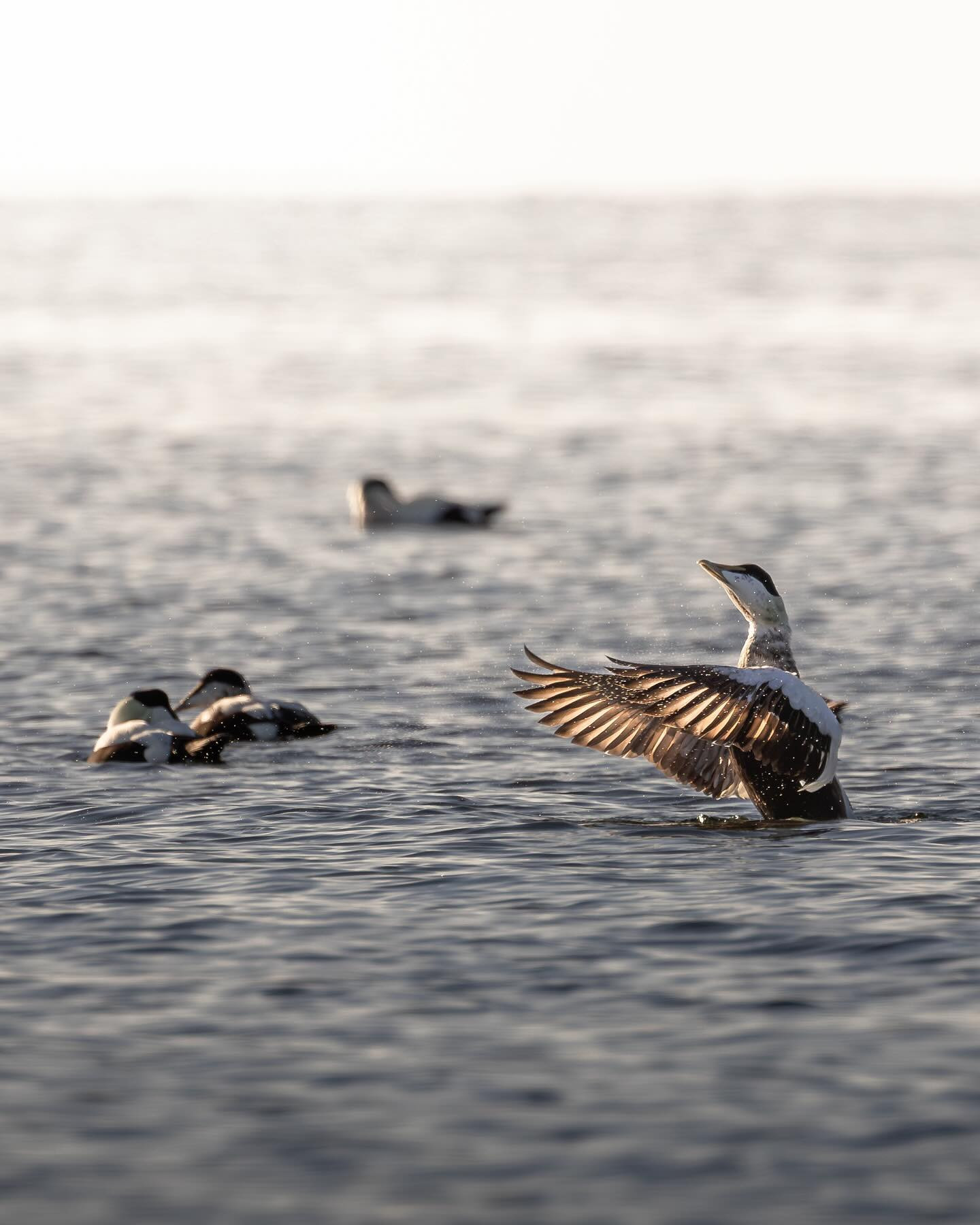 #eider #eiders #eidersofinstagram #canoneosr6markii #eosr6markii #canon100500rf