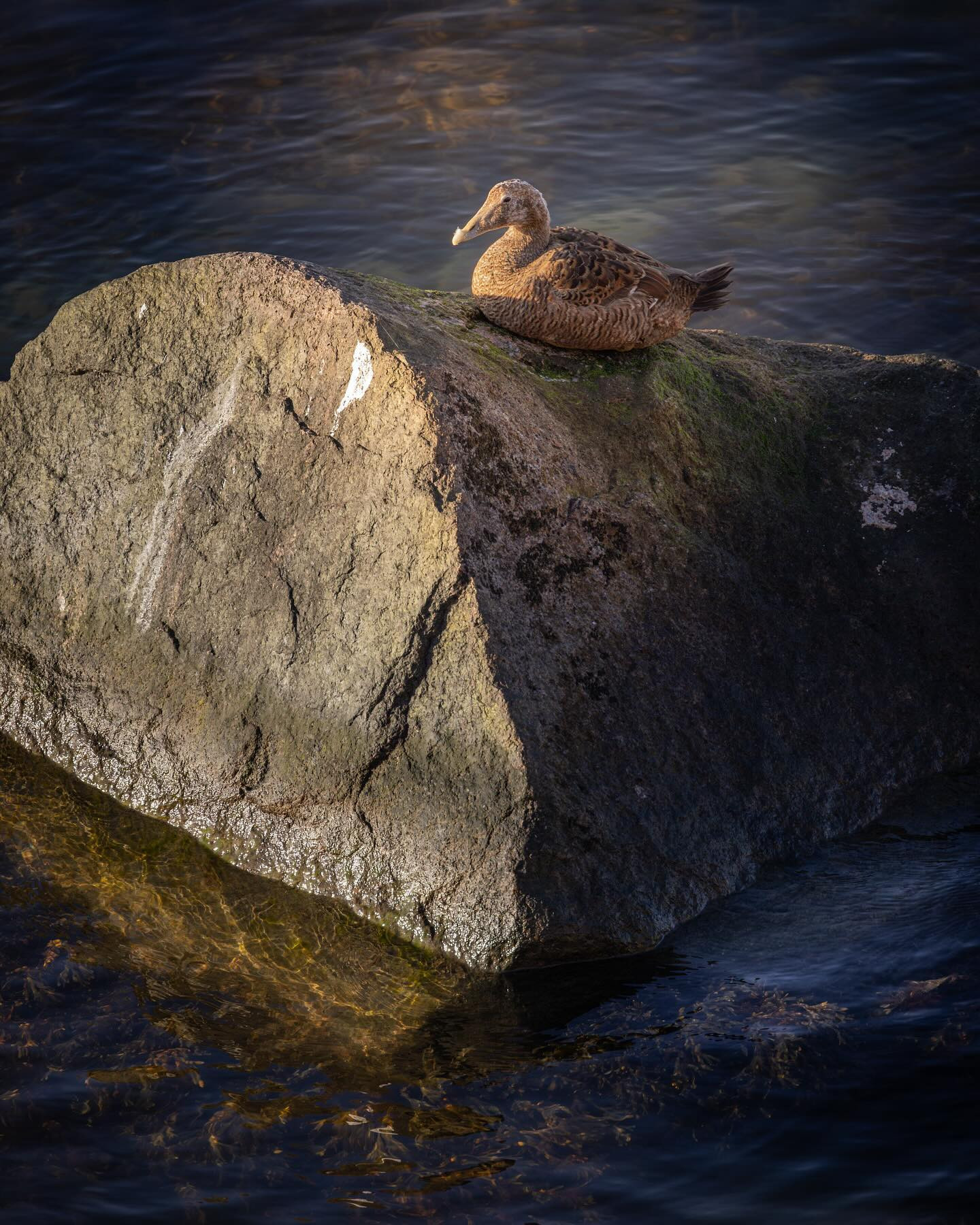#eider (Edderfugl) #canoneosr6markii #eosr6markii #canon100500rf
