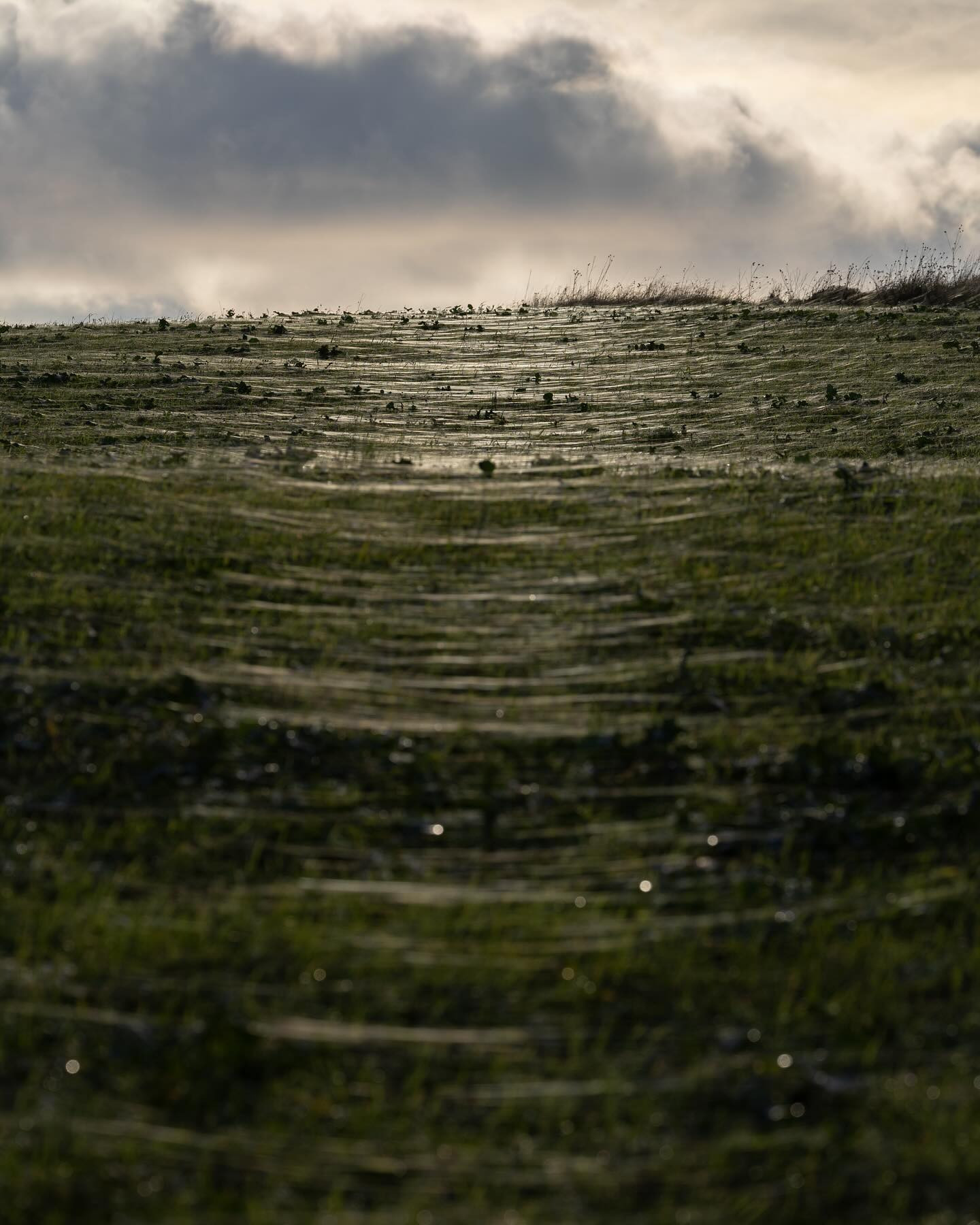 Mid November #gossamer 😶 (flyvende sommer i november) #landscapephotography #canoneosr6markii #eosr6markii #canon100500rf