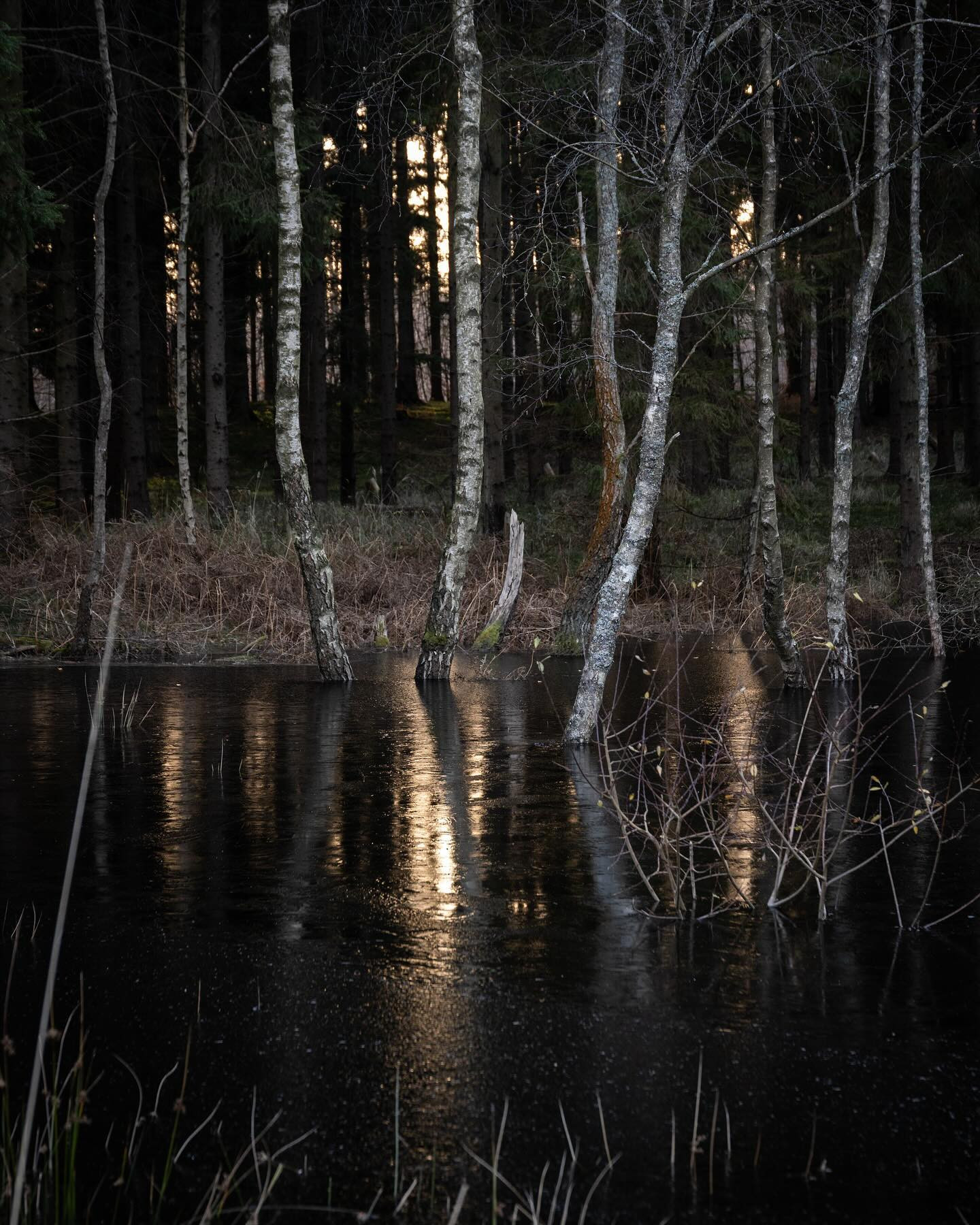 Winter is coming. #autumnvibes #landscapephotography #canoneosr6markii #eosr6markii #sigma24105art