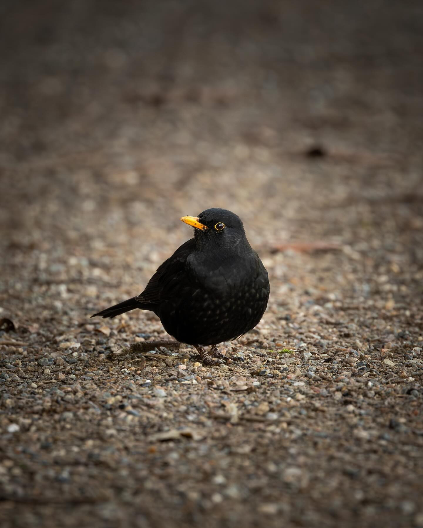#Blackbird #birdsofinstagram #canoneosr6markii #eosr6markii #canon100500rf