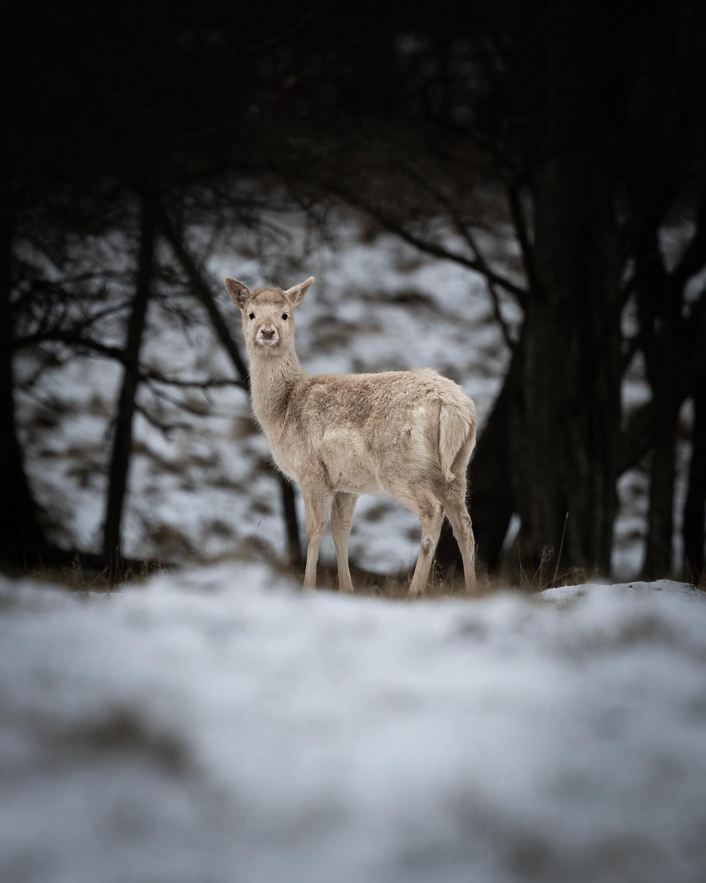 White #sika #winter #wildlife #wildlifephotography #canoneosr6markii #eosr6markii #canon100500rf