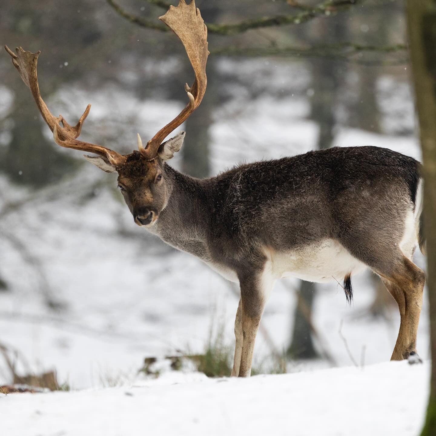 #deer #winter #canoneosr6markii #eosr6markii #canon100500rf #wildlifephotography