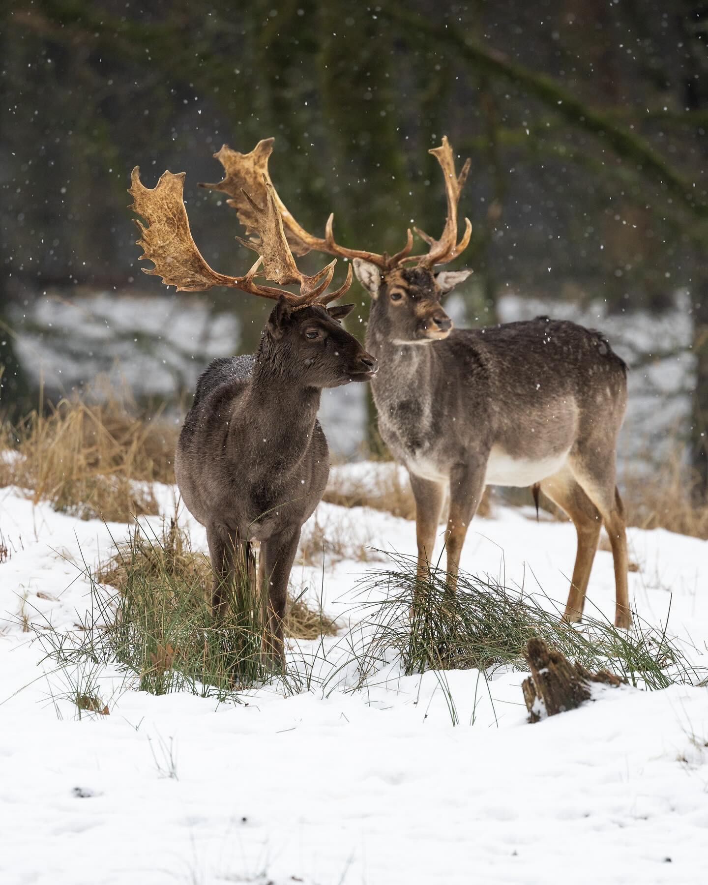 #deer #winter #canoneosr6markii #eosr6markii #canon100500rf #wildlifephotography