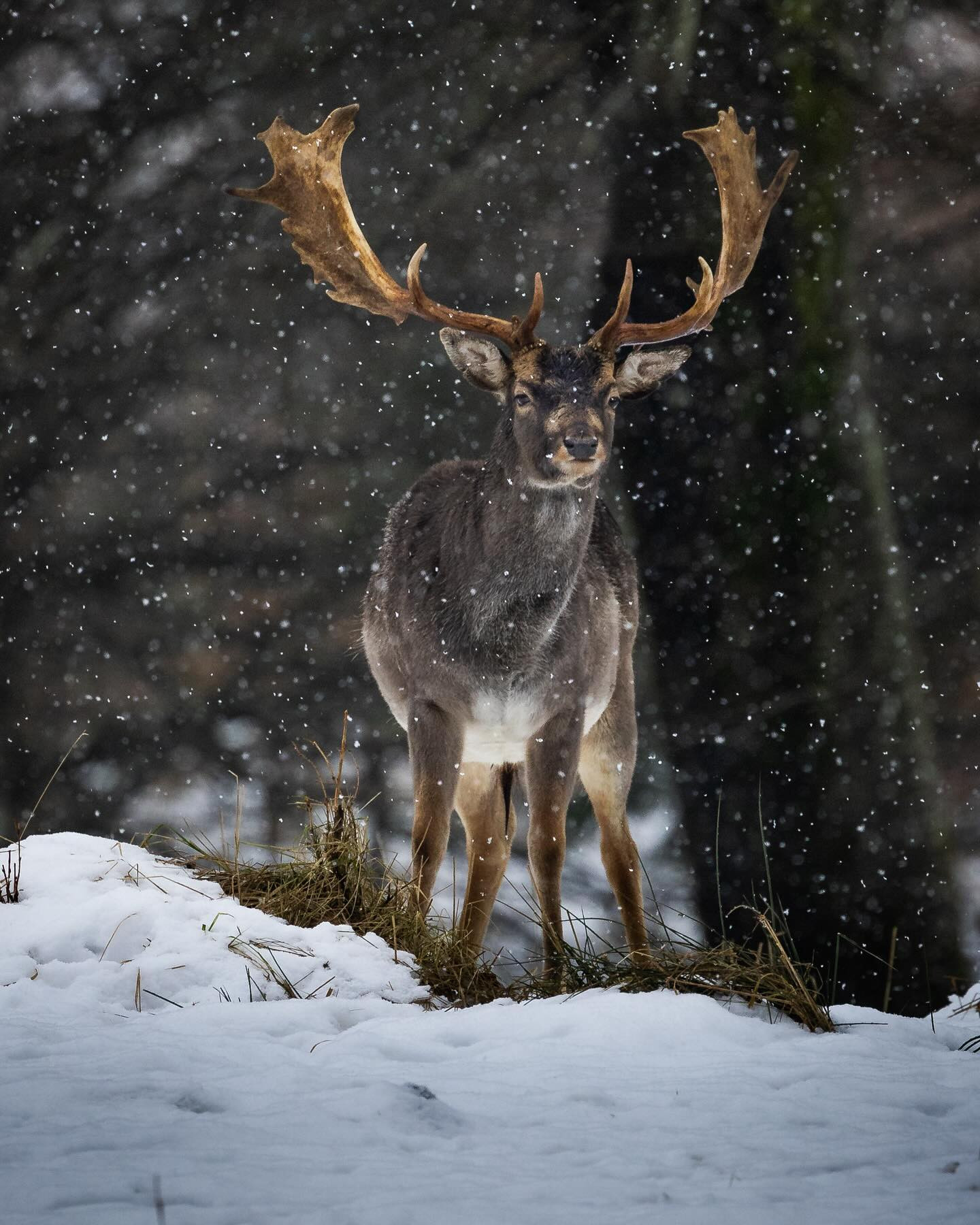 #deer #winter #canoneosr6markii #eosr6markii #canon100500rf #wildlifephotography
