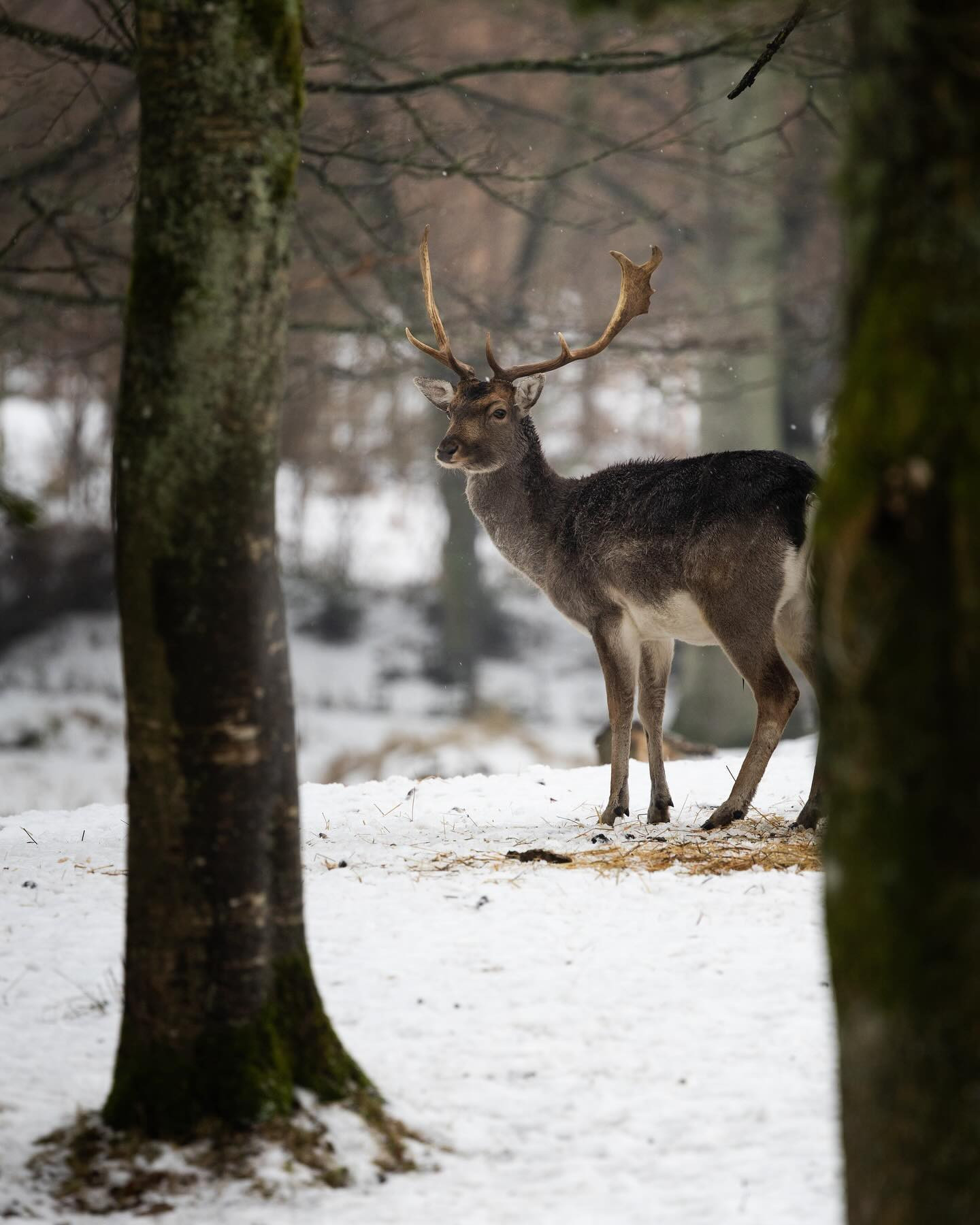 #deer #winter #canoneosr6markii #eosr6markii #canon100500rf #wildlifephotography