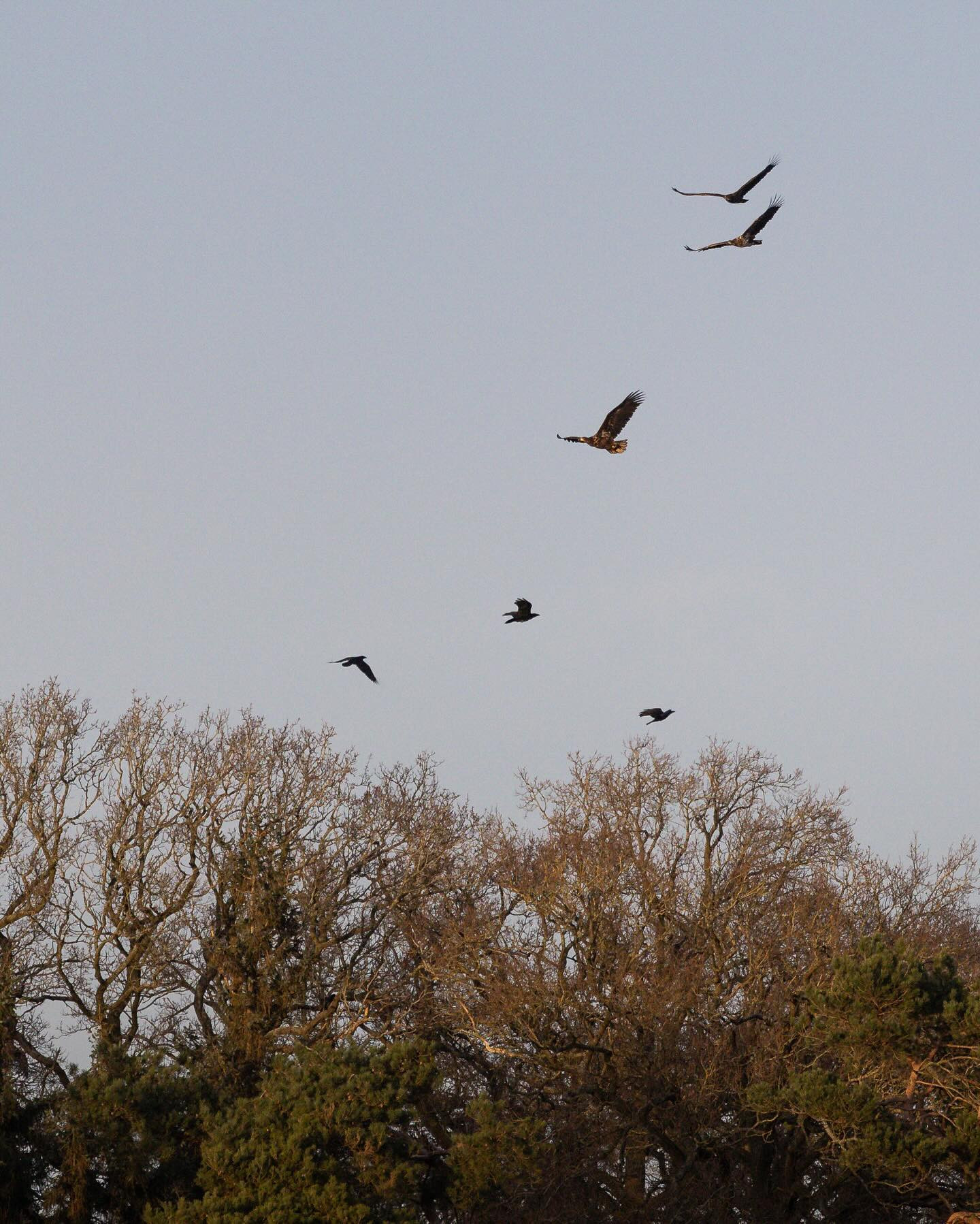 An amazing day at Bognæs on the hunt for white-tailed eagle. In the golden hour we spotted not one, but four, eagles dogfighting the ravens above the treetops. #whitetailedeagle #seaeagle #havørn #canoneosr6markii #eosr6markii #canon100500rf #wildlifephotography #eaglesofinstagram #birdsofinstagram