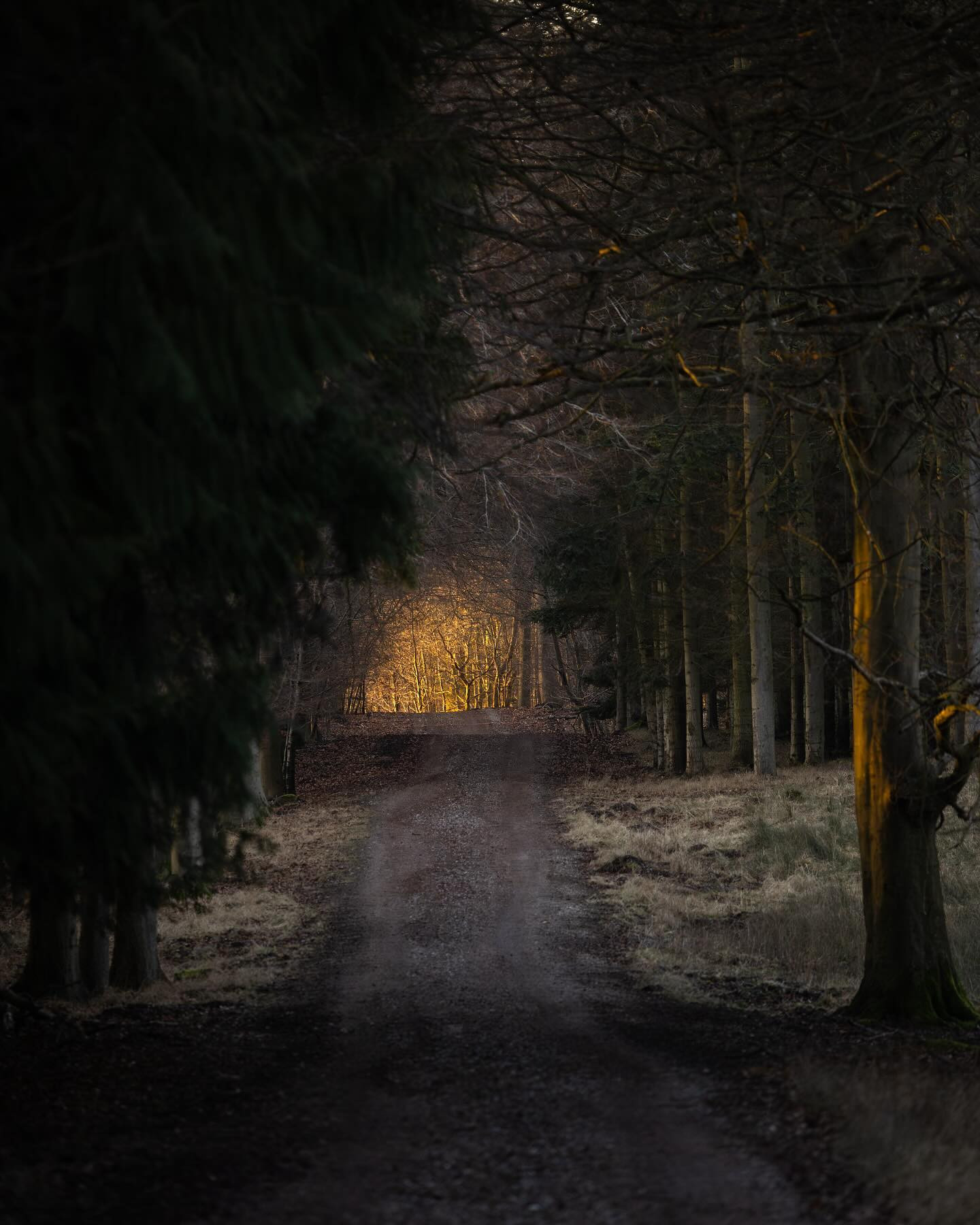 An amazing day at Bognæs on the hunt for white-tailed eagle also paid off with some nice #landscapephotography opportunities. #forest #canoneosr6markii #eosr6markii #canon100500rf