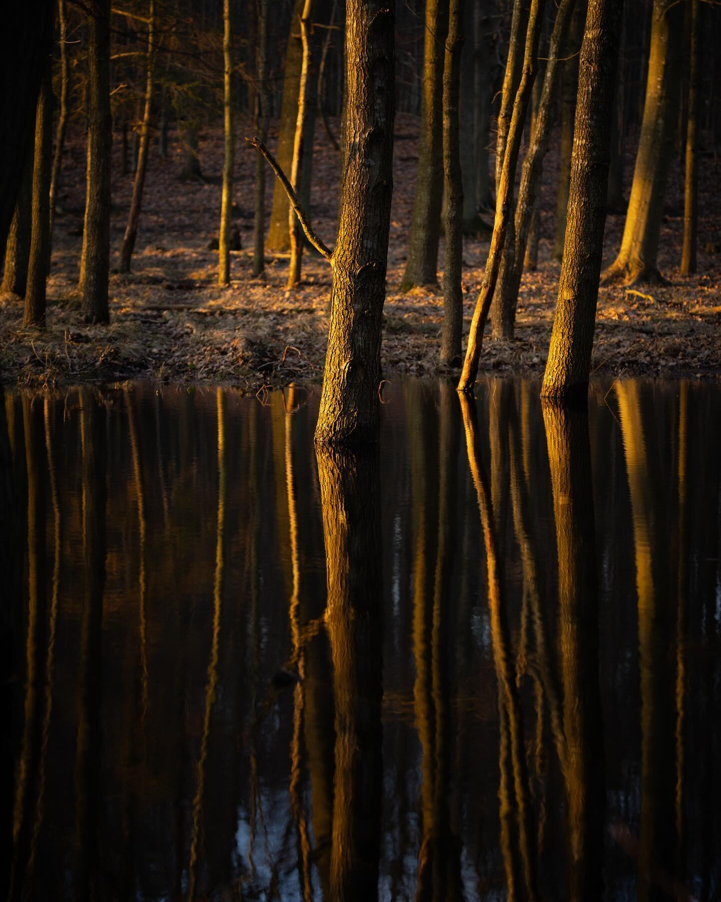 An amazing day at Bognæs on the hunt for white-tailed eagle also paid off with some nice #landscapephotography opportunities. #forest #canoneosr6markii #eosr6markii #canon100500rf