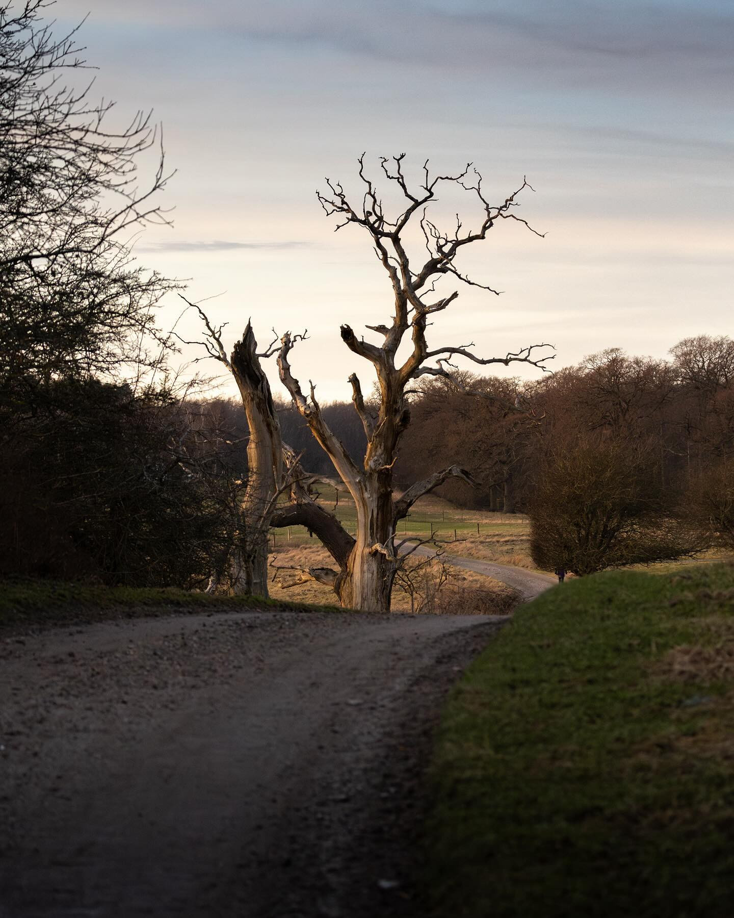An amazing day at Bognæs on the hunt for white-tailed eagle also paid off with some nice #landscapephotography options. Everytime I'm here I need to photograph this dead tree at the bend in the road. #sunset #canoneosr6markii #eosr6markii #canon100500rf