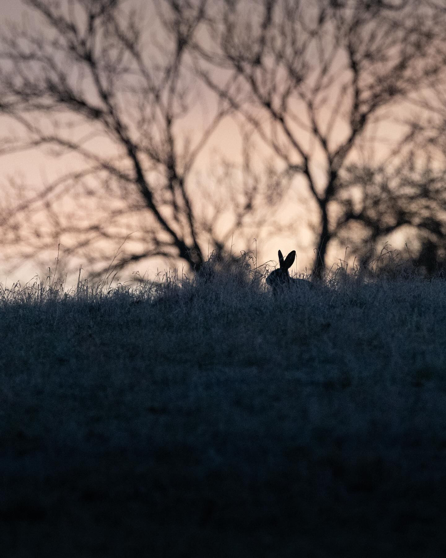 This #hare froze as it saw us. Got a shot of it before it folded its ears and made like a rock. #canoneosr6markii #eosr6markii #canon100500rf