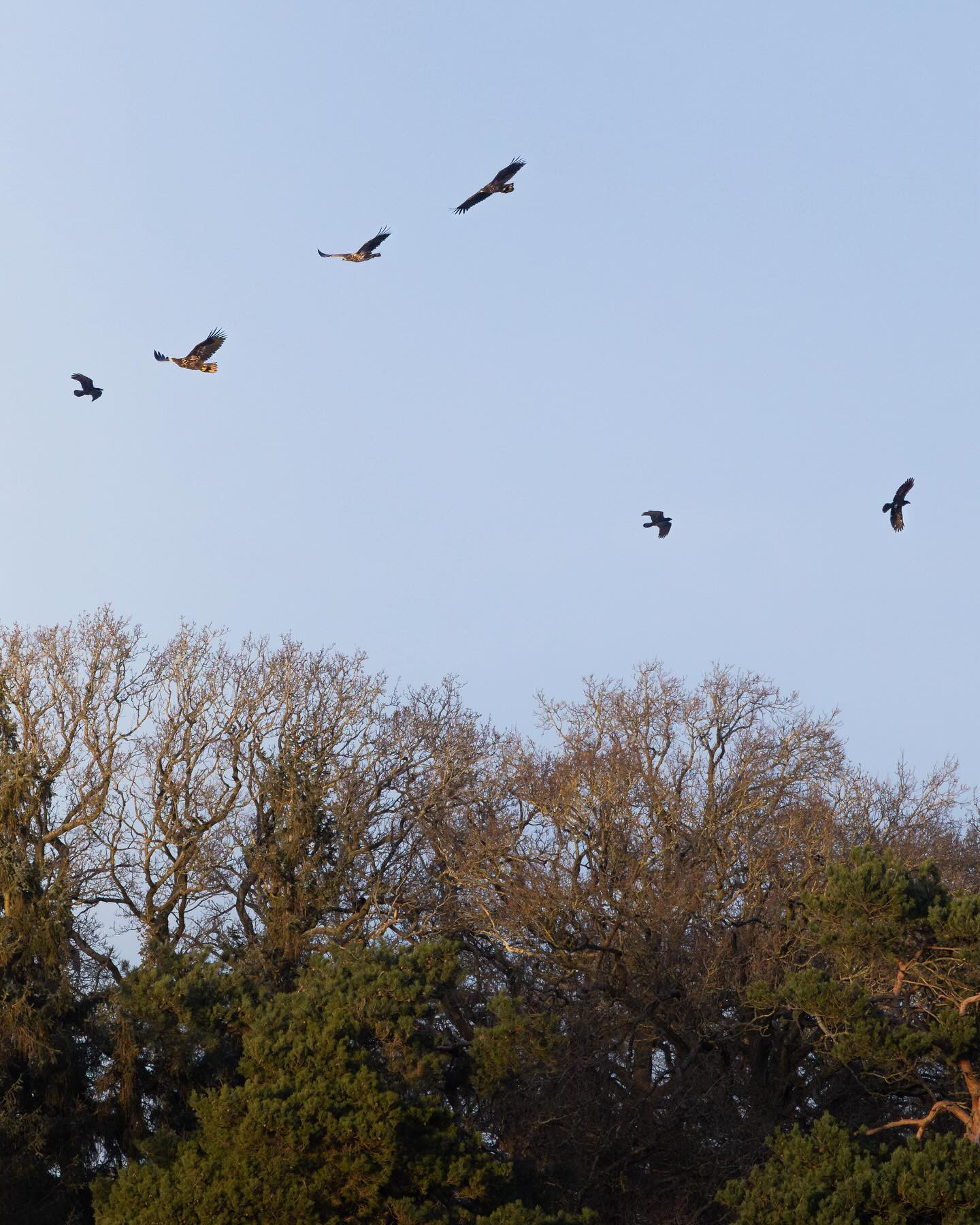 Four (four!) white tailed eagles (havørn) being harassed by raven over the tree tops of Bognæs. #eagles #birdsofinstagram #wildlifephotography #canoneosr6markii #eosr6markii #canon100500rf (January 2024)