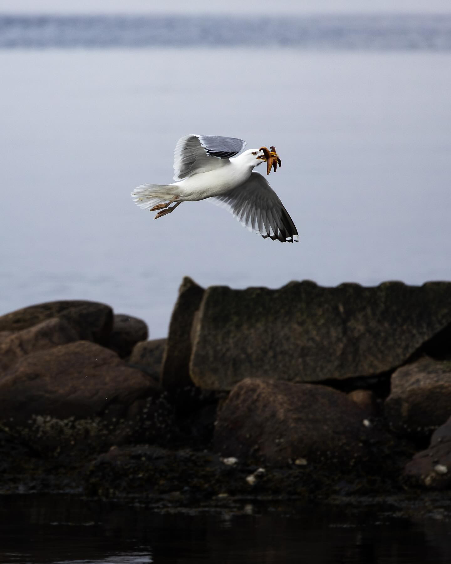 The Duel, aka MINE MINE MINE! #seagull #seagullsofinstagram #birdsofinstagram #wildlifephotography #canoneosr6markii #eosr6markii #canon100500rf