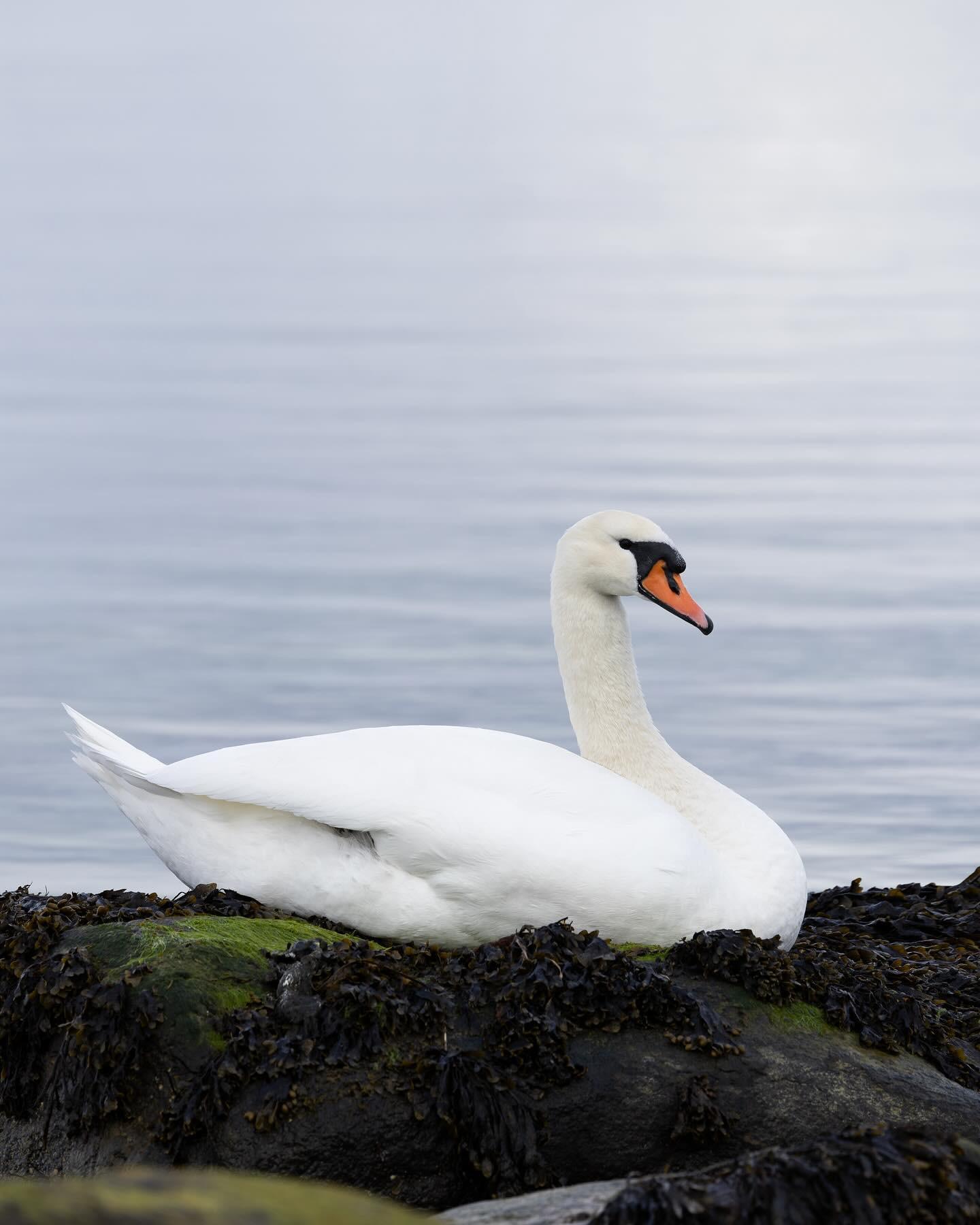 #swan #canoneosr6markii #eosr6markii #canon100500rf