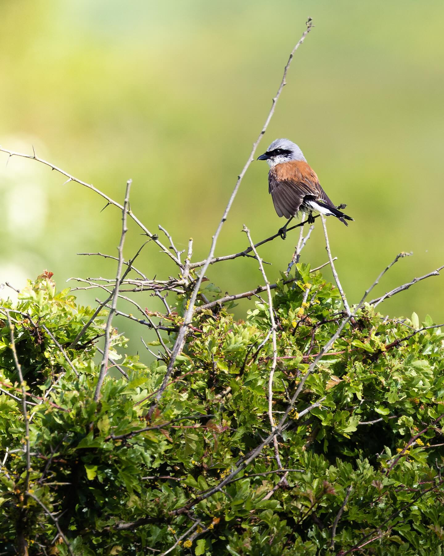 Red-backed shrike (rødrygget tornskade) #canoneosr6markii #eosr6markii #birdsofinstagram #canon100500rf
