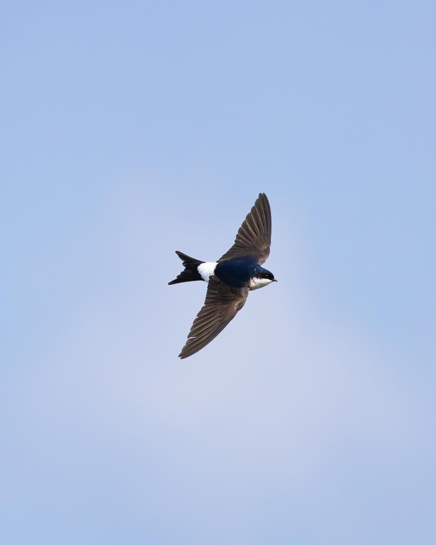 Fast AF House Martin (bysvale) #canoneosr6markii #eosr6markii #birdsofinstagram #canon100500rf