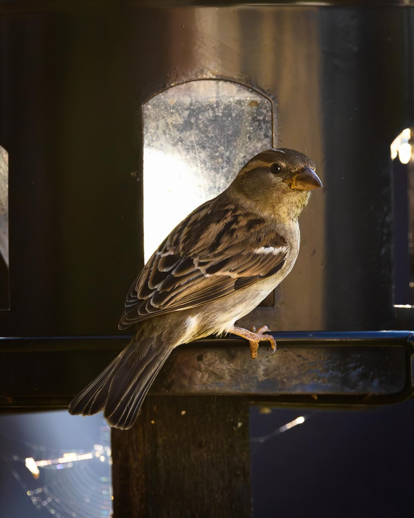 House Sparrow (Gråspurv) #canoneosr6markii #eosr6markii #birdsofinstagram #canon100500rf