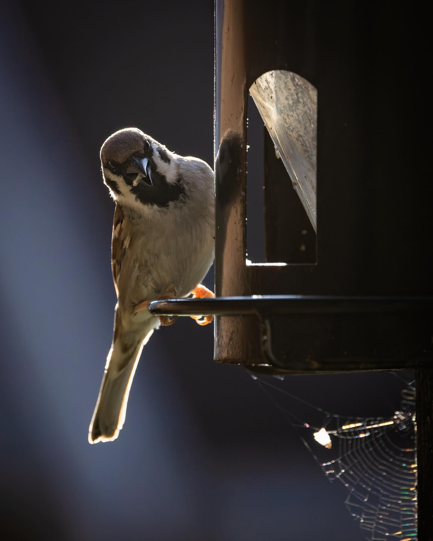 House Sparrow (Gråspurv) on the feeder. #canoneosr6markii #eosr6markii #birdsofinstagram #canon100500rf