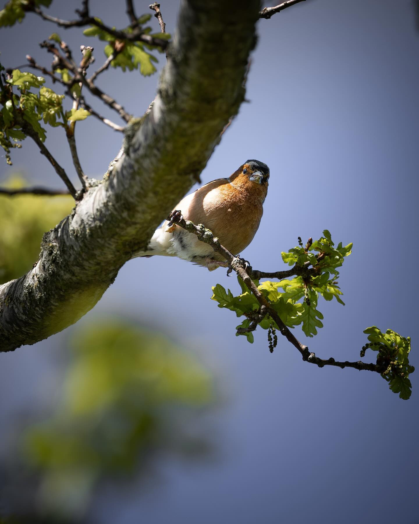 Common chaffinch (bogfinke) #canoneosr6markii #eosr6markii #birdsofinstagram #canon100500rf