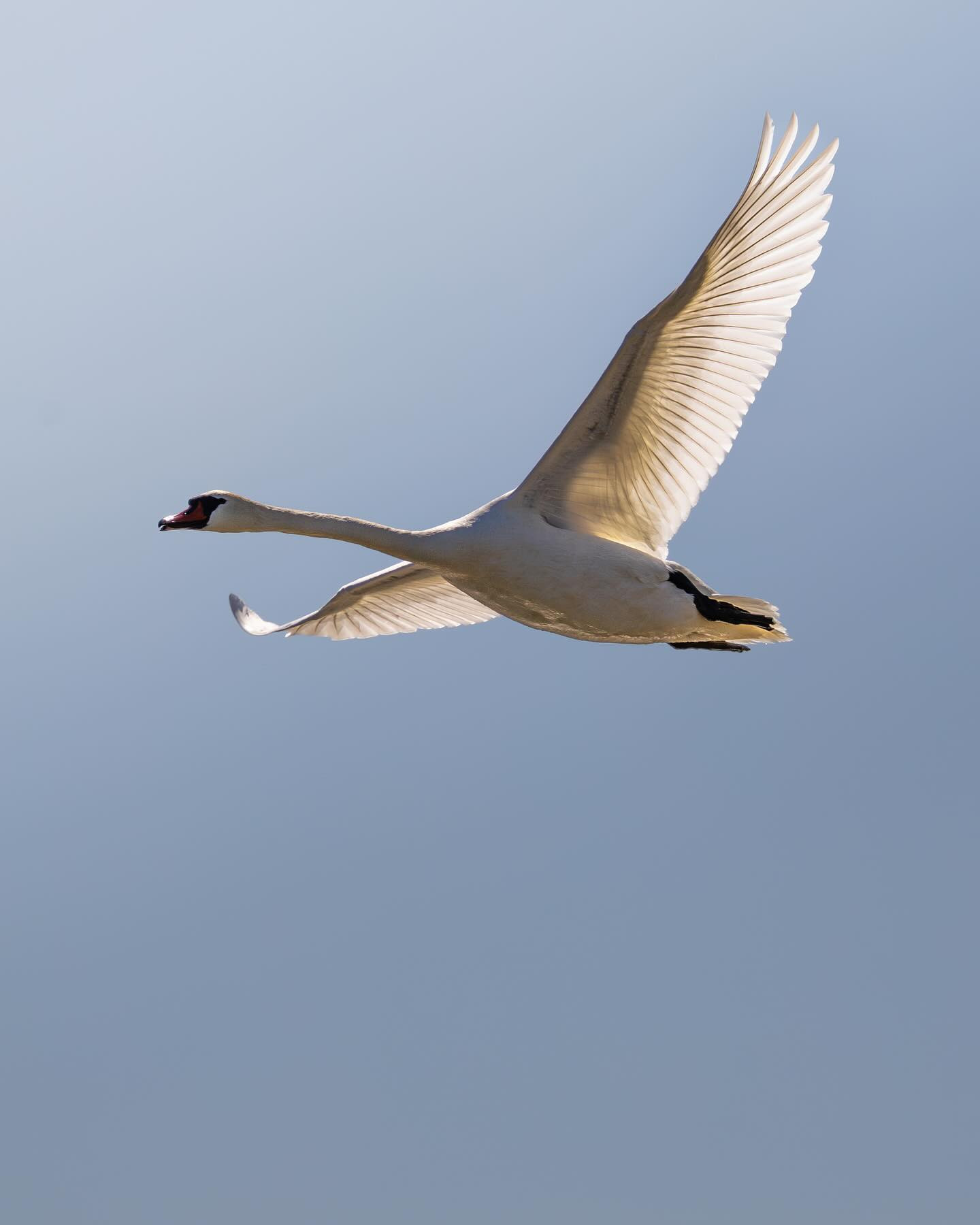 #swan  #canoneosr6markii #eosr6markii #birdsofinstagram #canon100500rf
