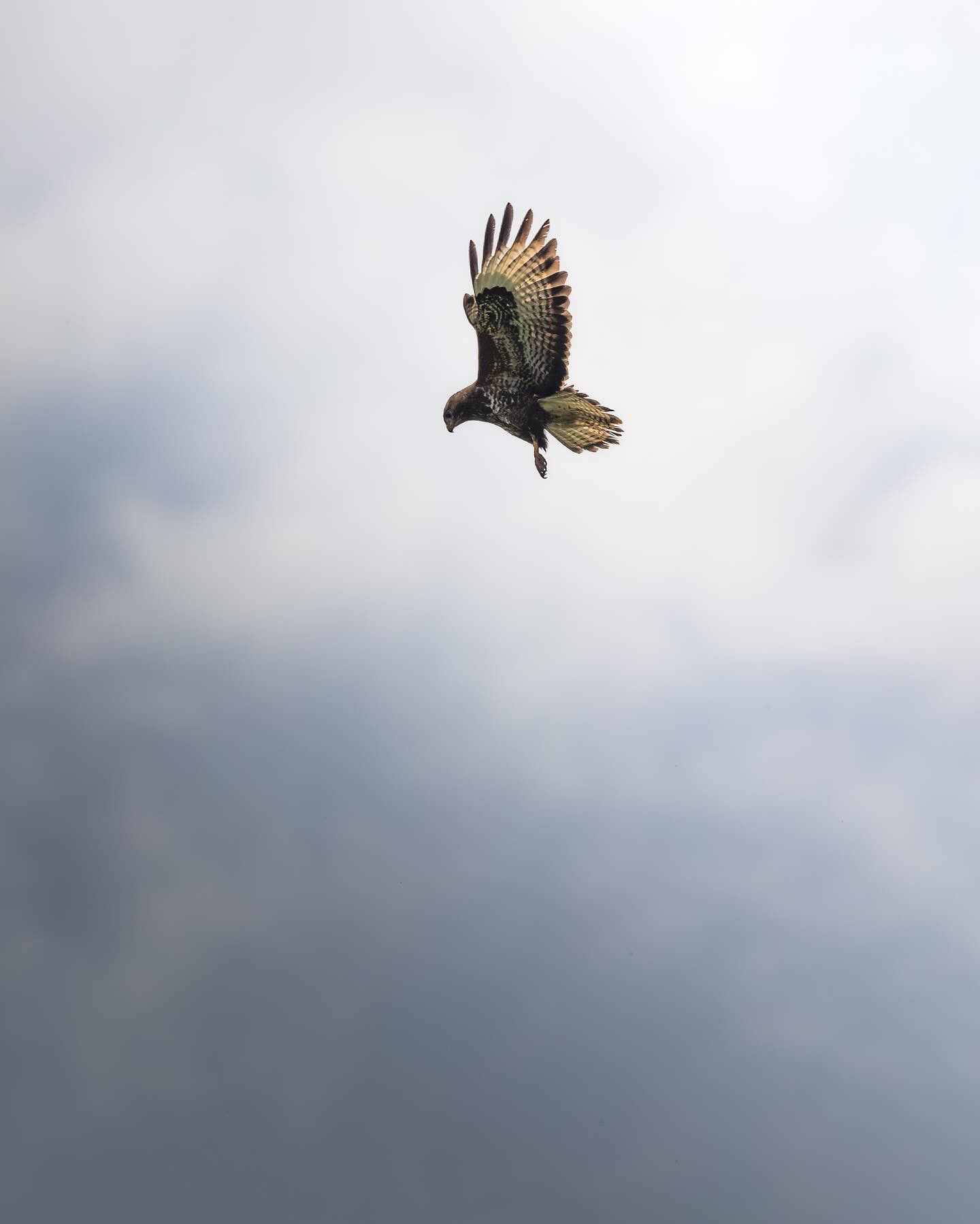 #Buzzard (musvåge) spotting something edible #birdsofinstagram #birdofprey #canoneosr6markii #eosr6markii #canon100500rf