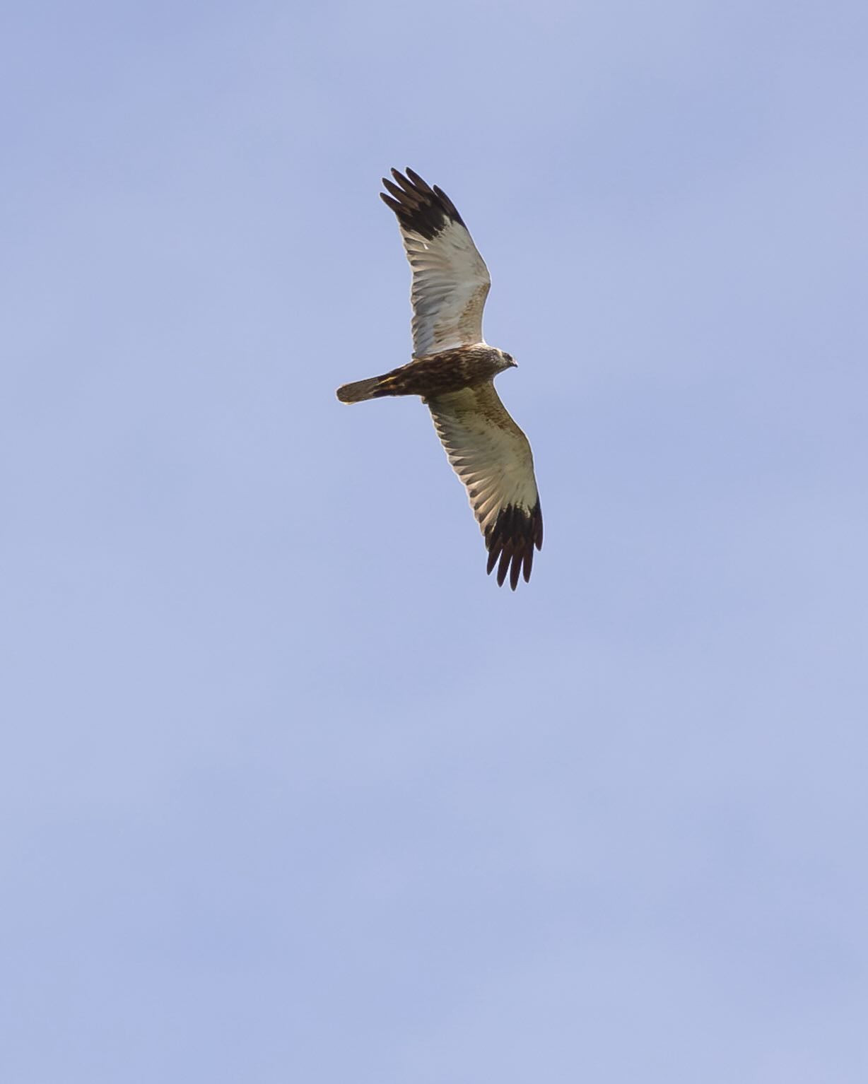Male Marsh Harrier (rørhøg, han) soaring over Bornholm. #birdsofinstagram #marshharrier #birdphotography #canoneosr6markii #eos6markii #canon100500rf @visit_bornholm