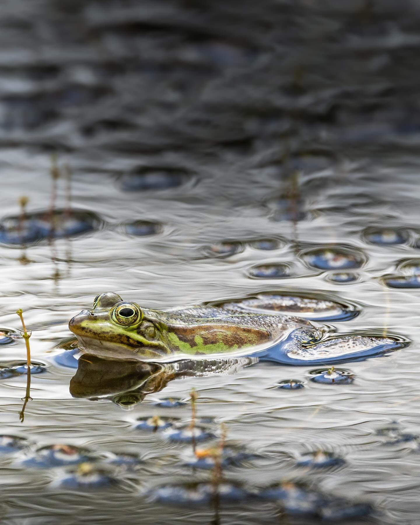 Marsh Frog (latterfrø). #frogs #frogsofinstagram #canoneosr6markii #eosr6markii #canon100500rf @visit_bornholm
