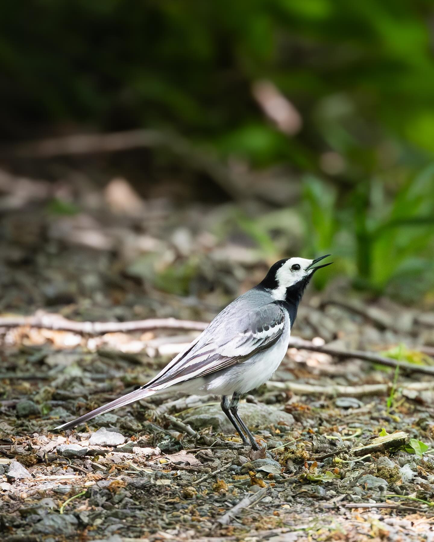 White wagtail (Hvid vipstjert) #birdsofinstagram #birdphotography #wagtail #canoneosr6markii #eosr6markii #canon100500rf @visit_bornholm