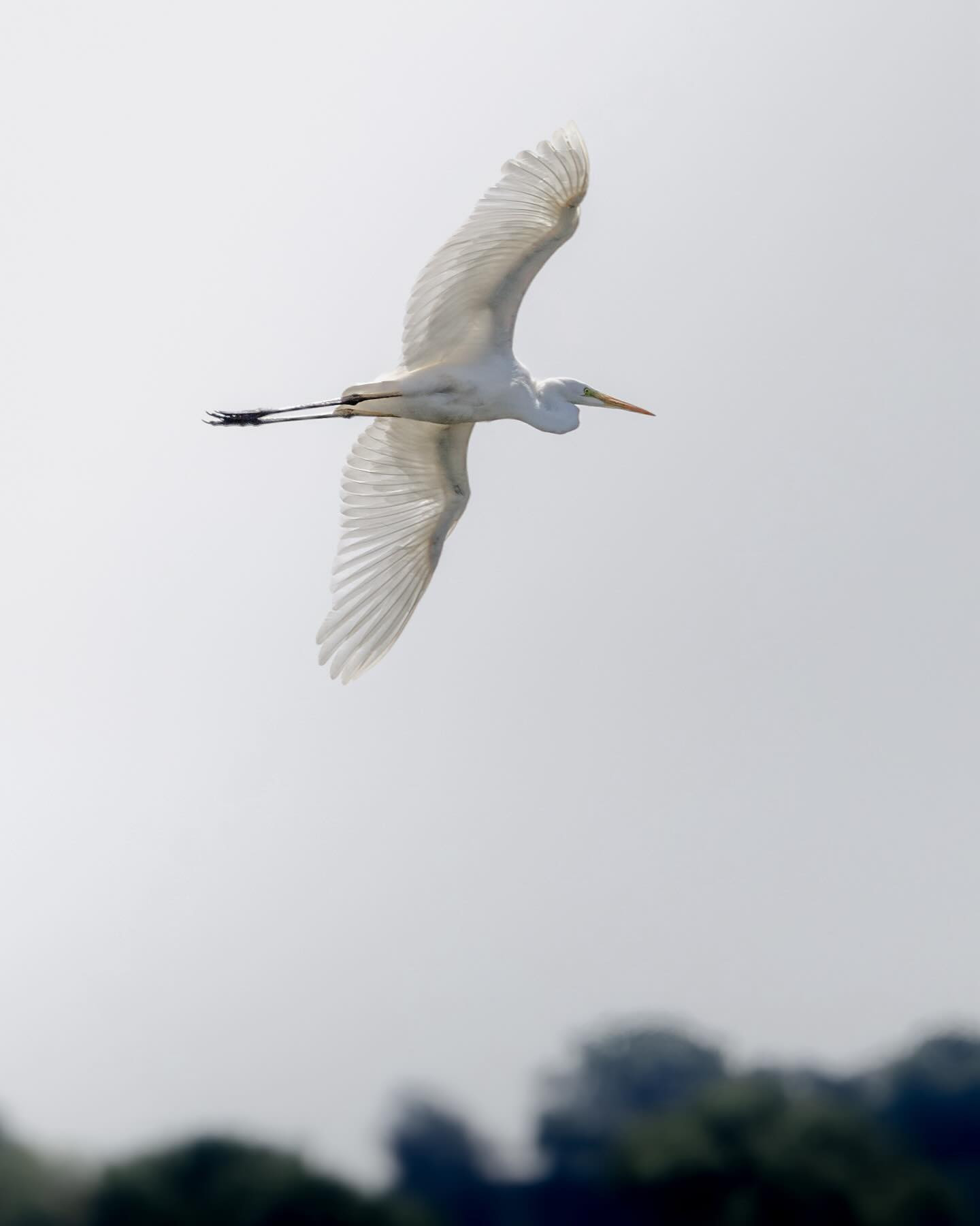 Great Egret (sølvhejre) over Vang Quarry. #greategret #birdsofinstagram #birdphotography #backlitbirds #canoneosr6markii #eosr6markii #canon100500rf @visit_bornholm