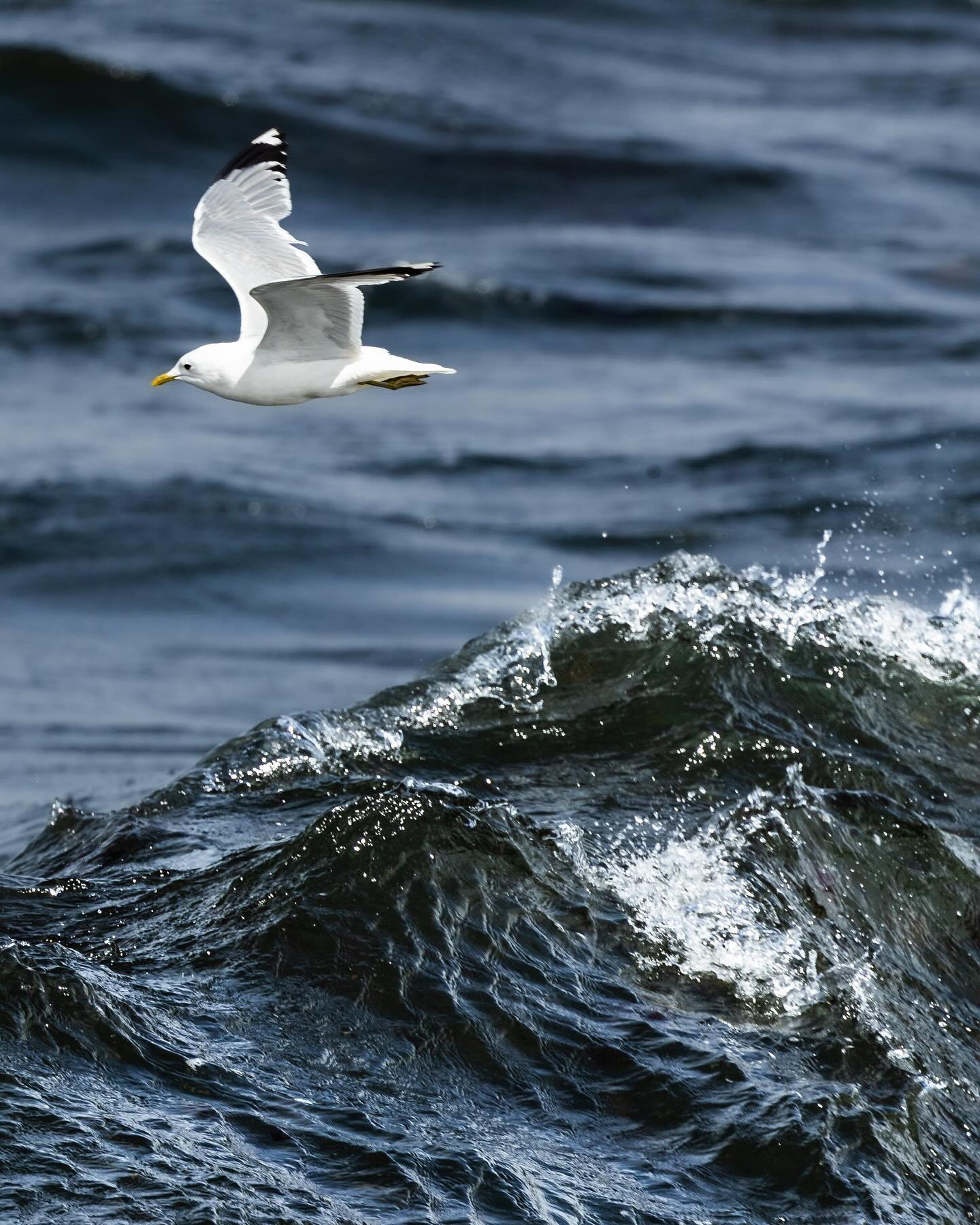 Common gull (stormmåge) skimming the waves. #birdphotography #seagull #canoneosr6markii #eosr6markii #canon100500rf @visit_bornholm