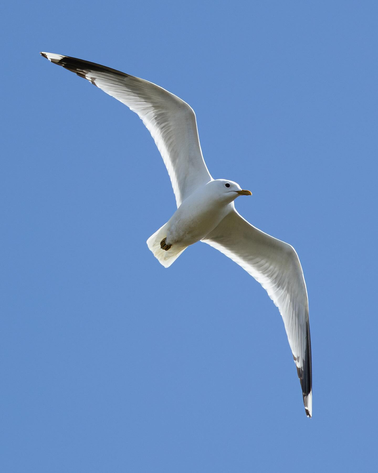 The gull - an underrated bird, imho. #commongull (stormmåge). #birdphotography #canoneosr6markii #eosr6markii #canon100500rf
