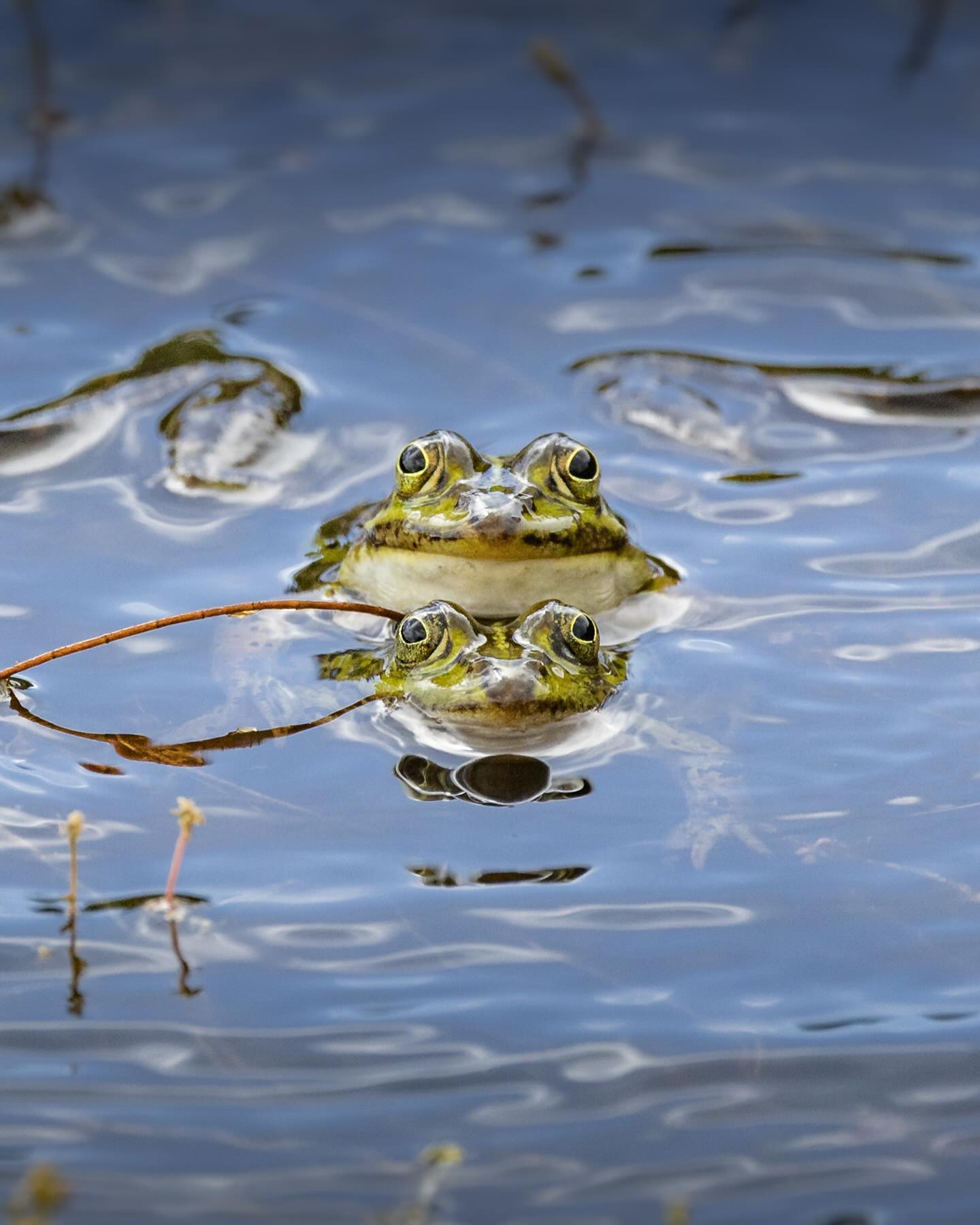 More marsh frogs in the making #frogging #canoneosr6markii #eosr6markii #canon100500rf