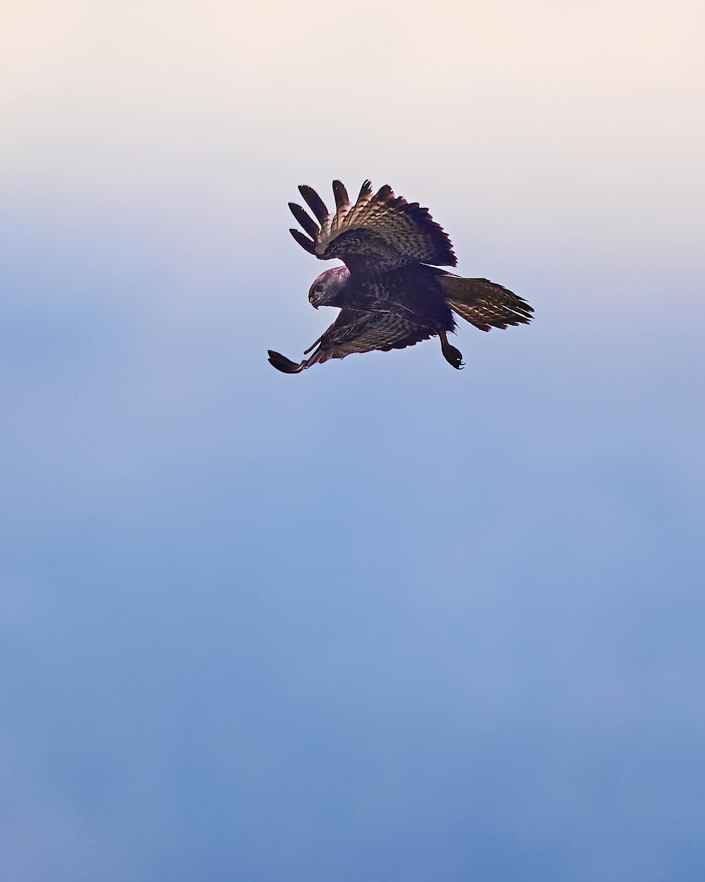 #Buzzard hovering. #birdsofinstagram #birdofprey #canoneosr6markii #eosr6markii #canon100500rf 

First of my bird photos to be processed in @captureone after I ditched Adobe Lightroom.