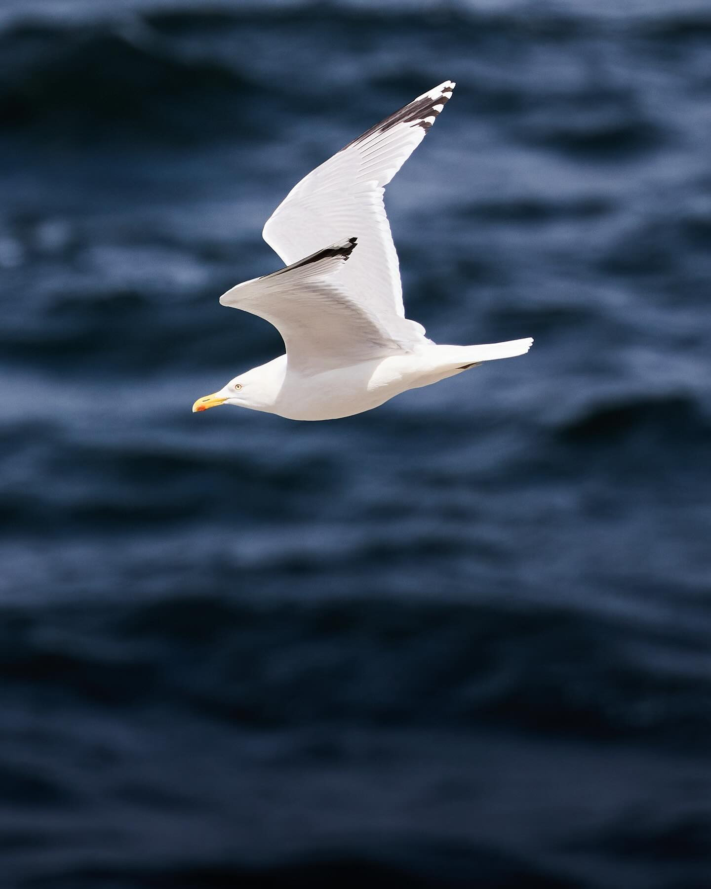 Common gull (Stormmåge). #birdsofinstagram #gull #canoneosr6markii #eosr6markii #canon100500rf