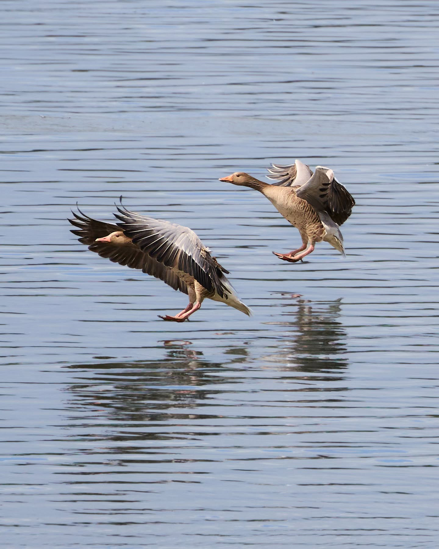 Ducks, full flaps, landing configuration. #ducksofinstagram #ducks #birdsofinstagram #birdphotography #canoneosr6markii #eosr6markii #canon100500rf