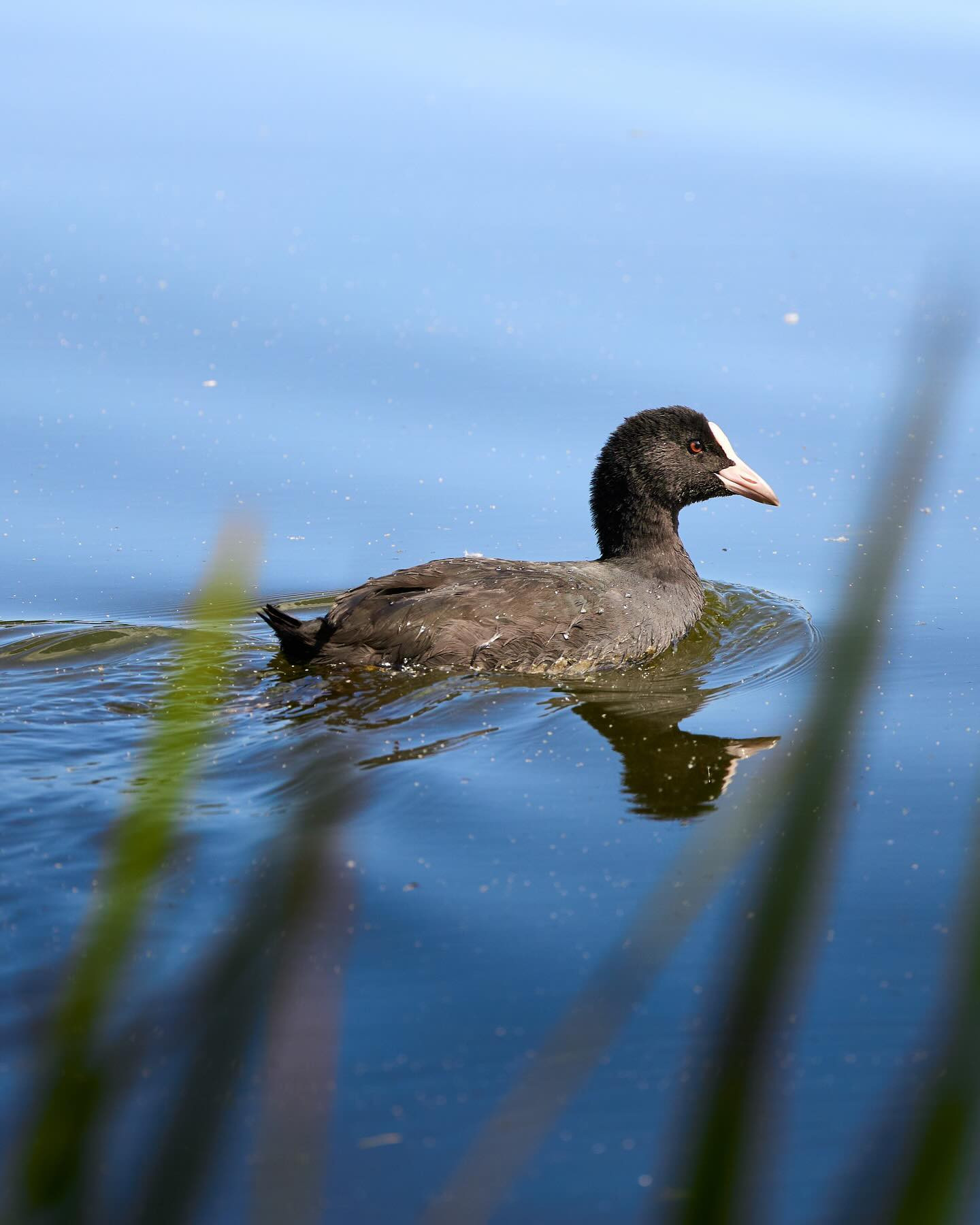 #Coot (blishøne) på Nordborg Sø. #canoneosr6markii #eosr6markii #birdsofinstagram #canon100500rf