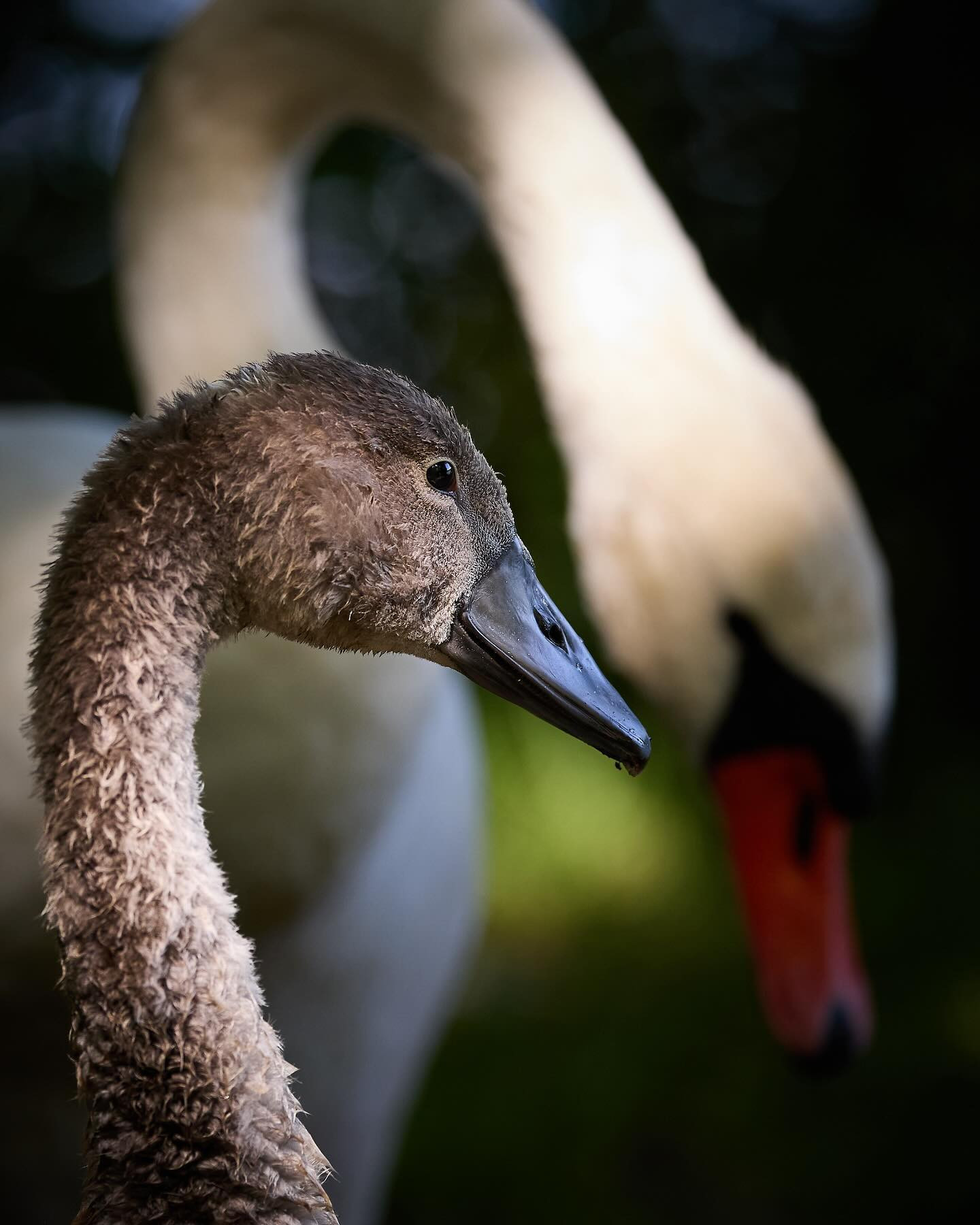 #Cygnet (svaneunge). #canoneosr6markii #eosr6markii #canon100500rf #birdsofinstagram