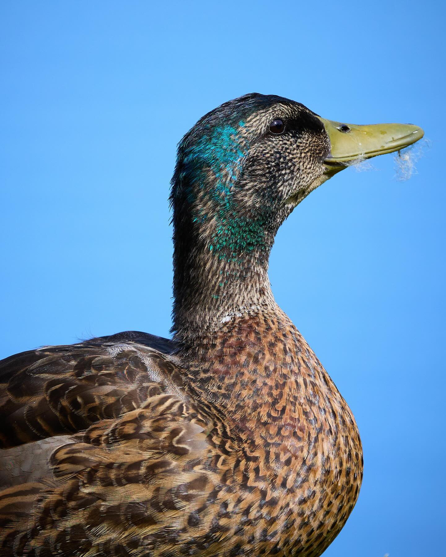 More quack. #canoneosr6markii #eosr6markii #canon100500rf #birdphotography #ducksofinstagram #duck