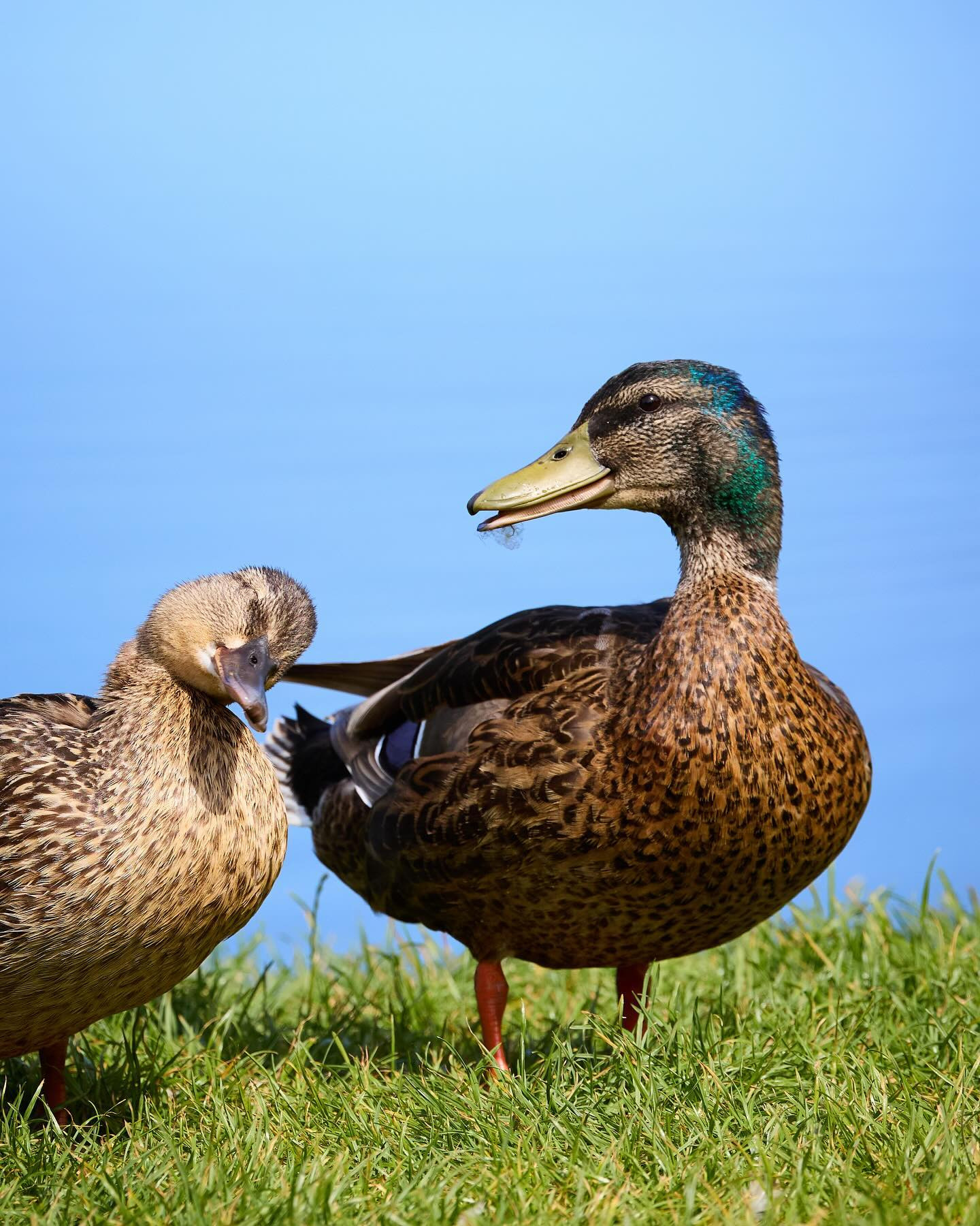#Ducks know how to pose. #ducksofinstagram #birdphotography #canoneosr6markii #eosr6markii #canon100500rf