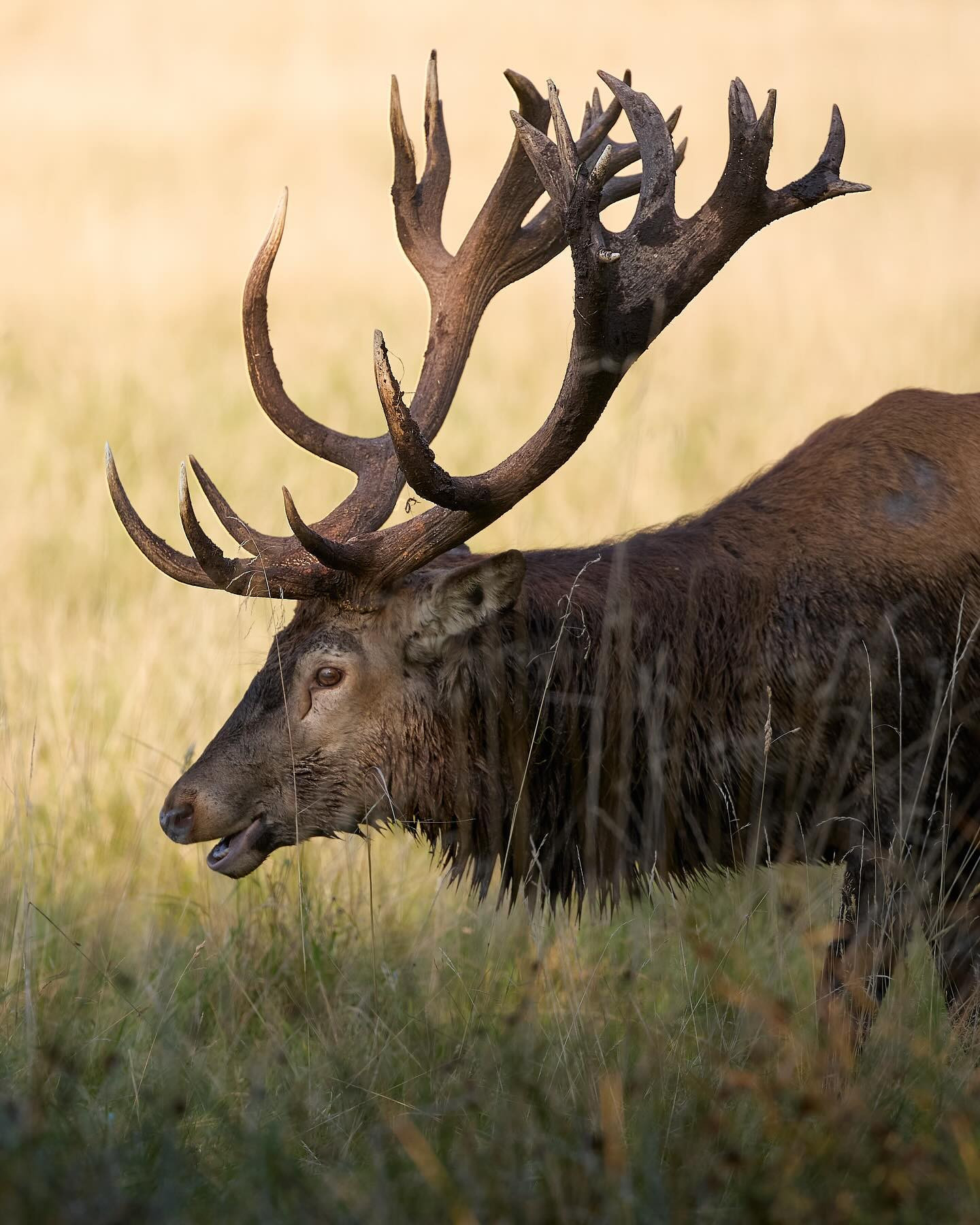 Sep 22 and 22 degrees C :-/ #wildlifephotography #reddeer #rutting #canoneosr6markii #eosr6markii #canon100500rf #autumniscoming