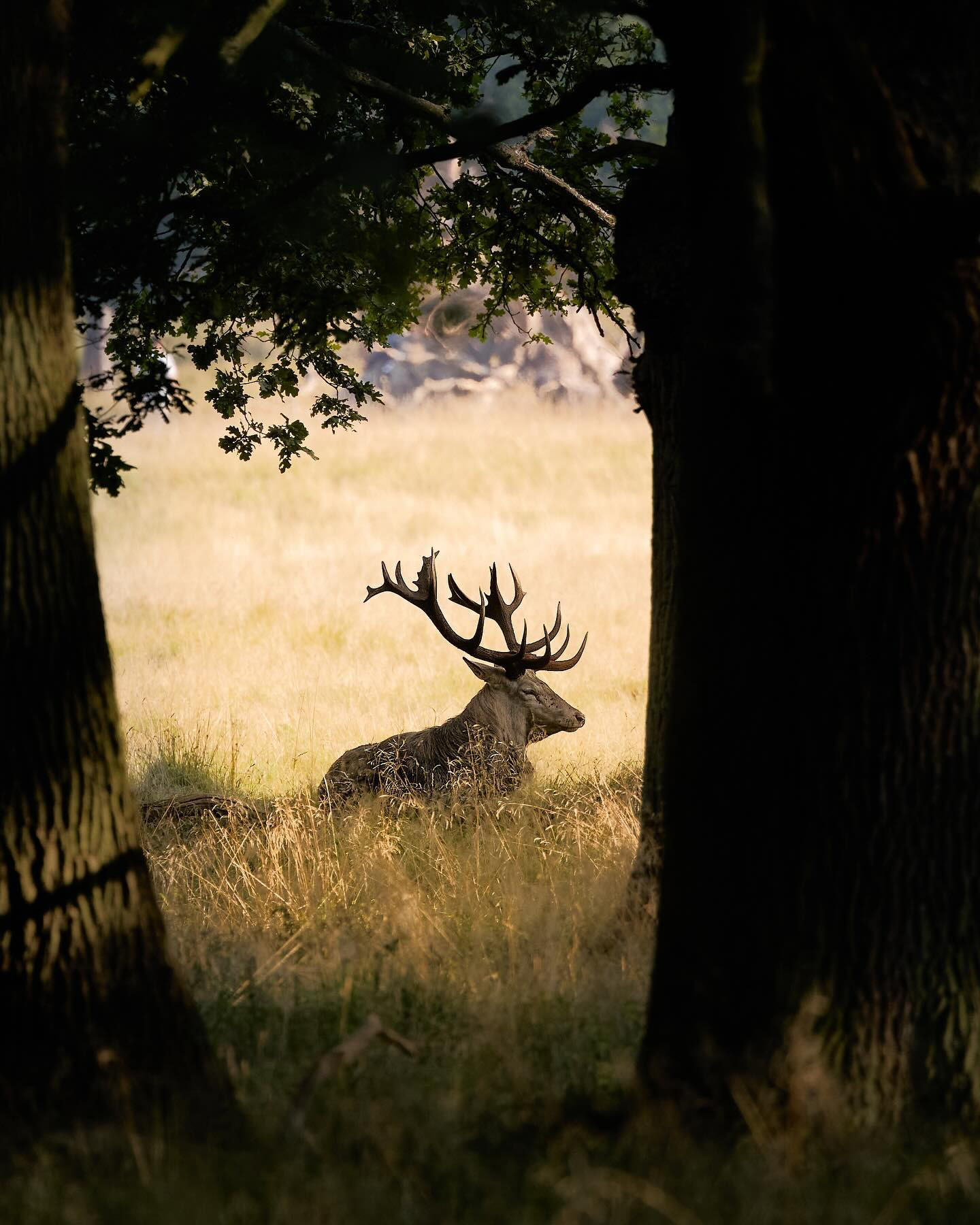 Sep 22 and 22 degrees C :-/ #reddeer #rutting #wildlifephotography #canoneosr6markii #eosr6markii #canon100500rf #autumniscoming