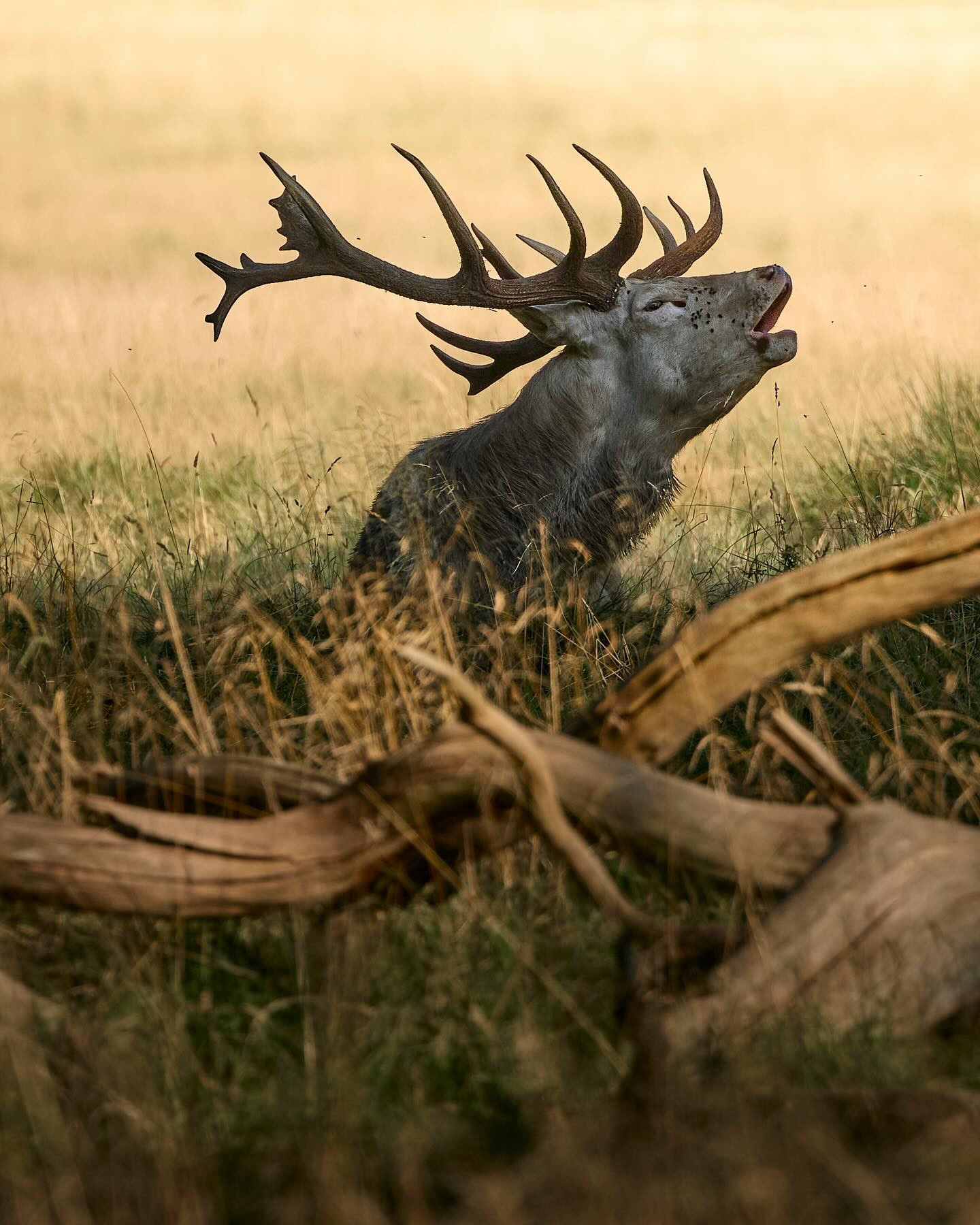 Hear me roar! #reddeer #deer #rutting #wildlifephotography #autumnvibes🍁 #autumn #canoneosr6markii #eosr6markii #canon100500rf #autumniscoming #autumnvibes