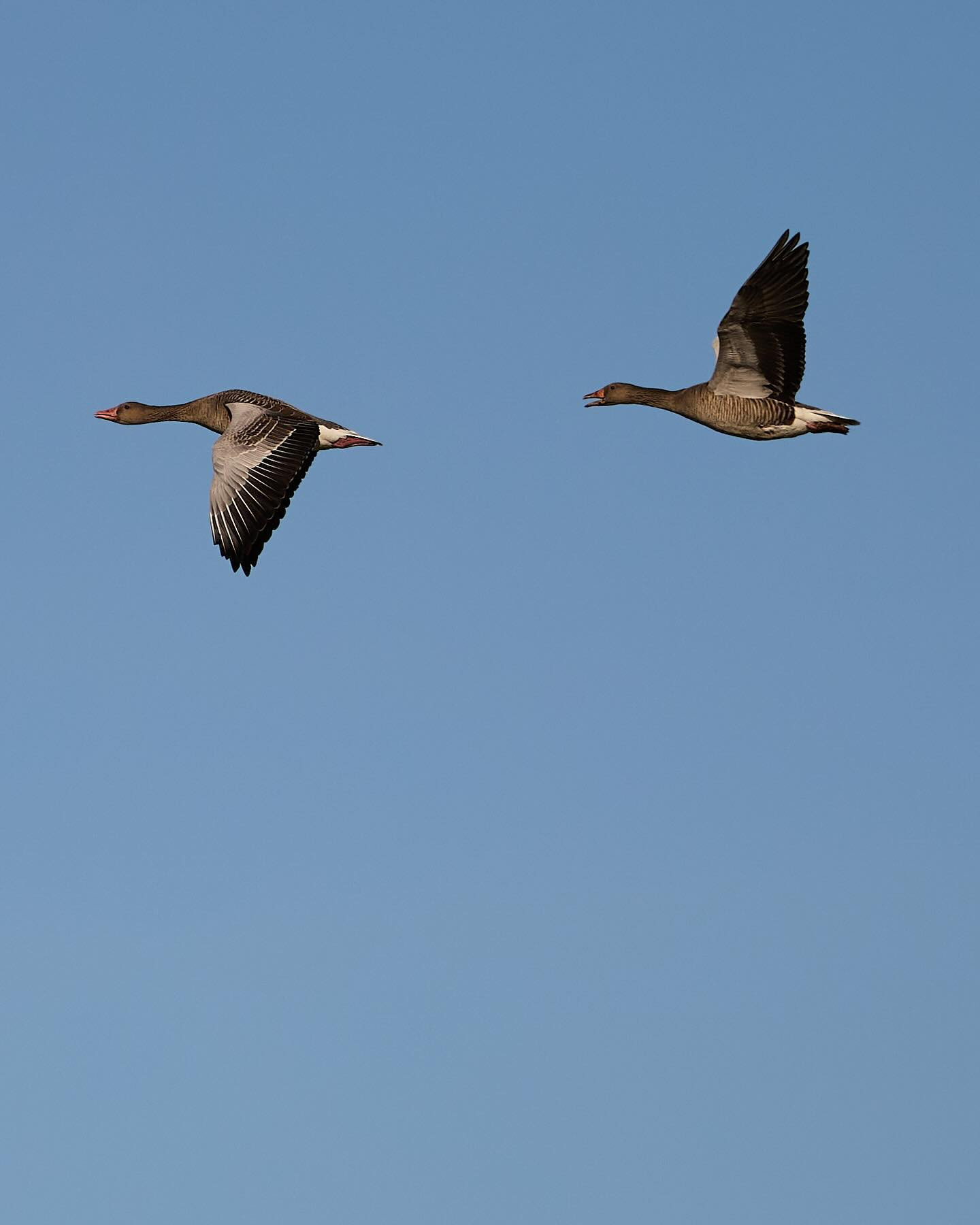 #Greygeese #geese #birdsofinstagram #canoneosr6markii #eosr6markii #canon100500rf #wildlifephotography