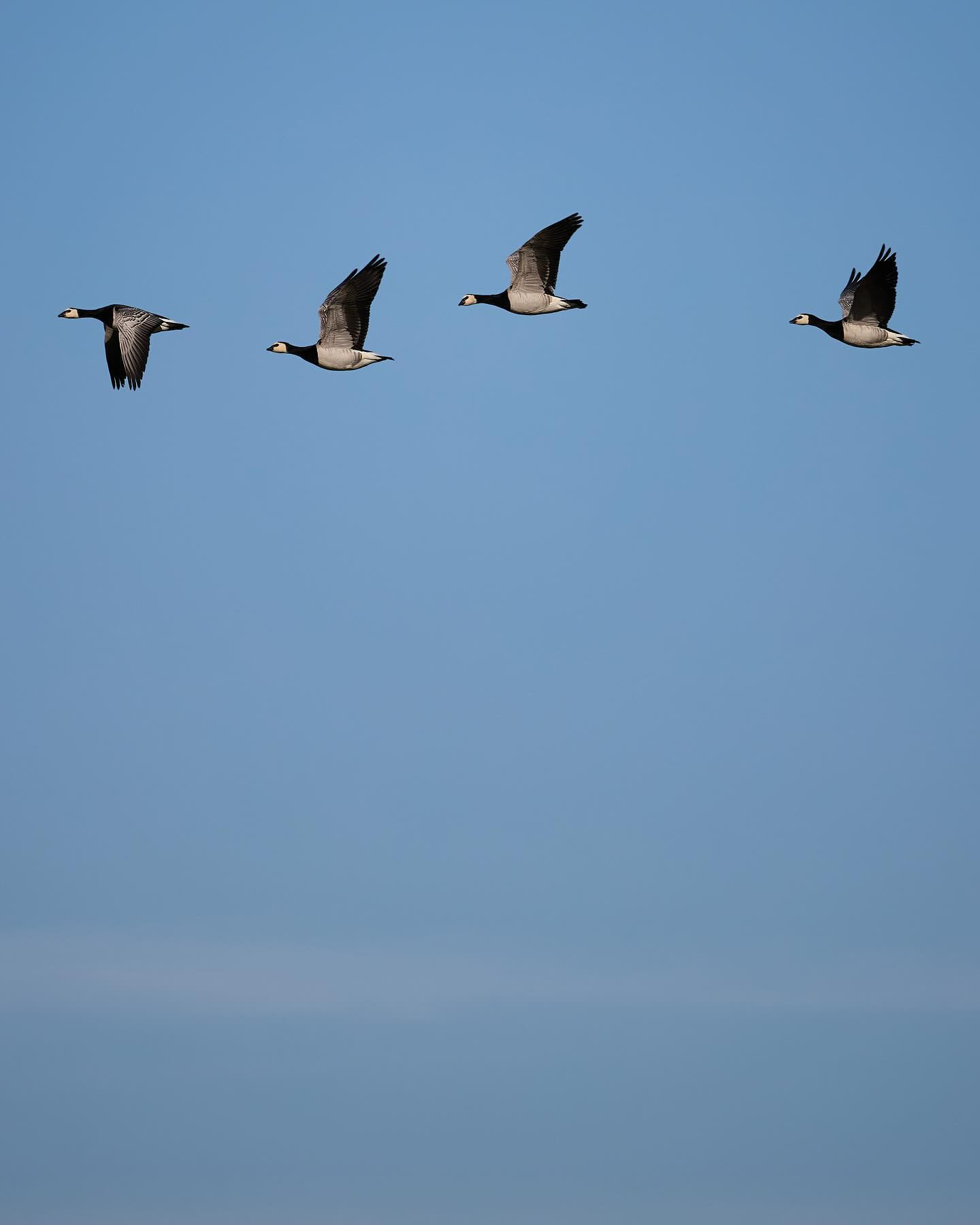 Barnacle geese (bramgæs) #barnaclegoose #geese #birdsofinstagram #canoneosr6markii #eosr6markii #canon100500rf #wildlifephotography