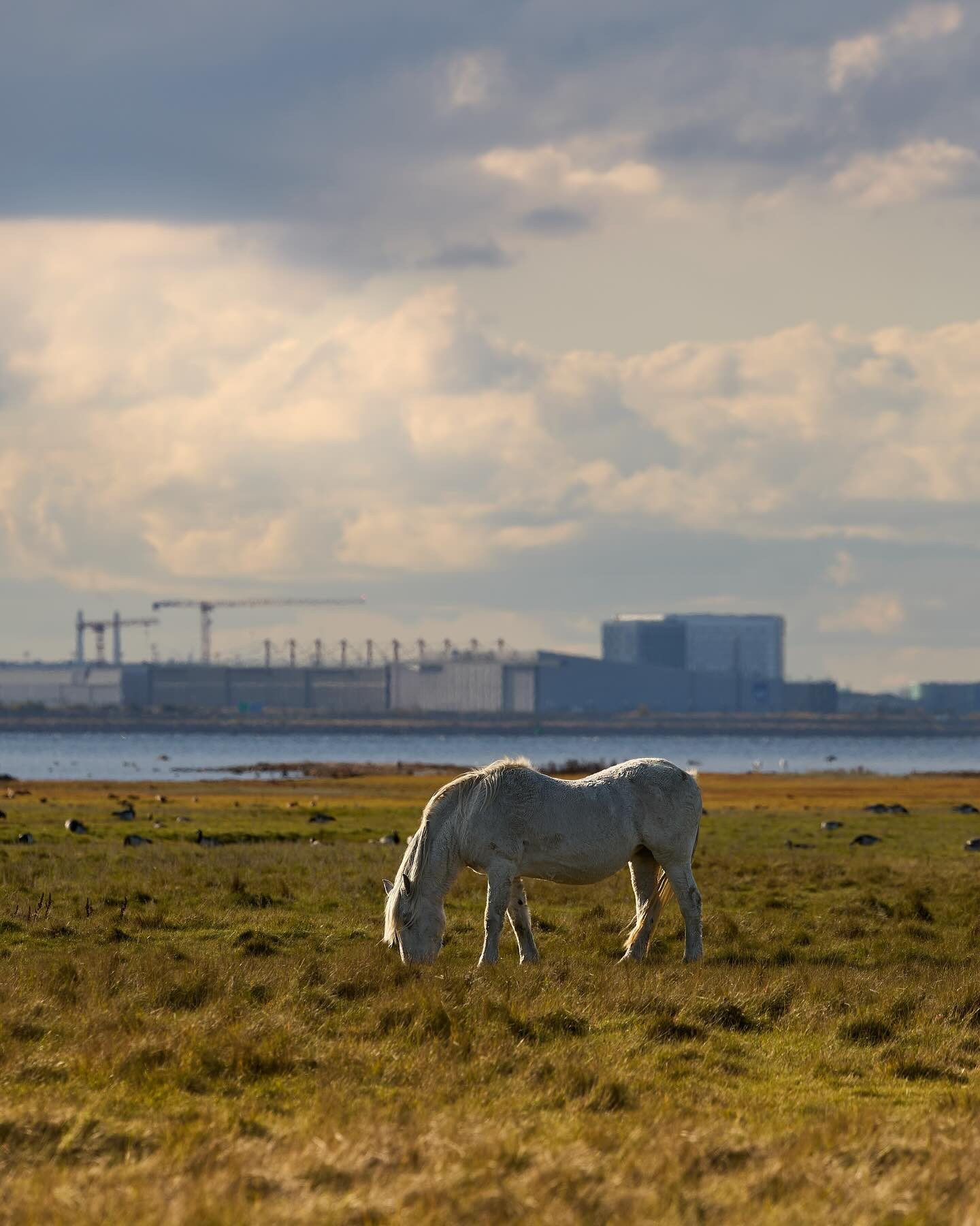 Saltholm is an almost deserted island less than 10 km off Copenhagen. #canoneosr6markii #eosr6markii #canon100500rf #wildlifephotography #landscapephotography #horse