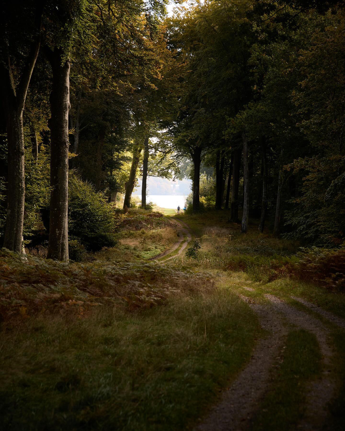 #autumnvibes #autumn #forestmood #forest #canoneosr6markii #eosr6markii #sigma24105art #landscape