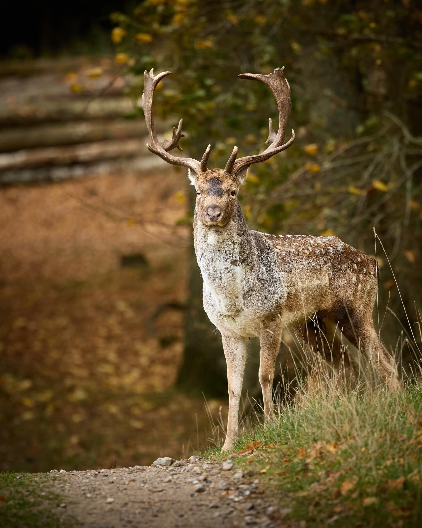 #deer #buck #autumn #autumnvibes #canoneosr6markii #eosr6markii #canon100500rf #wildlifephotography