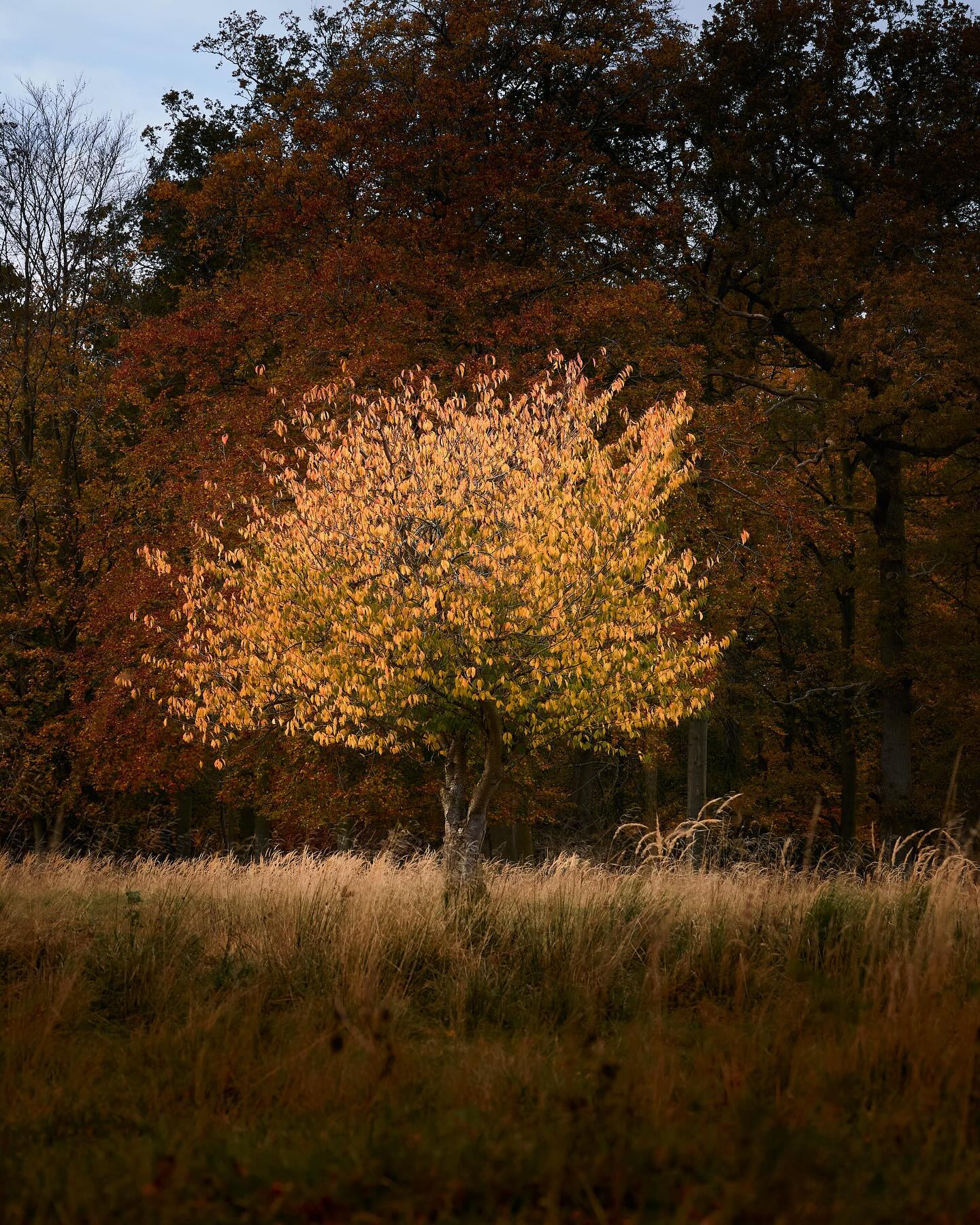 #autumn #autumnvibes #canoneosr6markii #eosr6markii #canon100500rf #landscapephotography