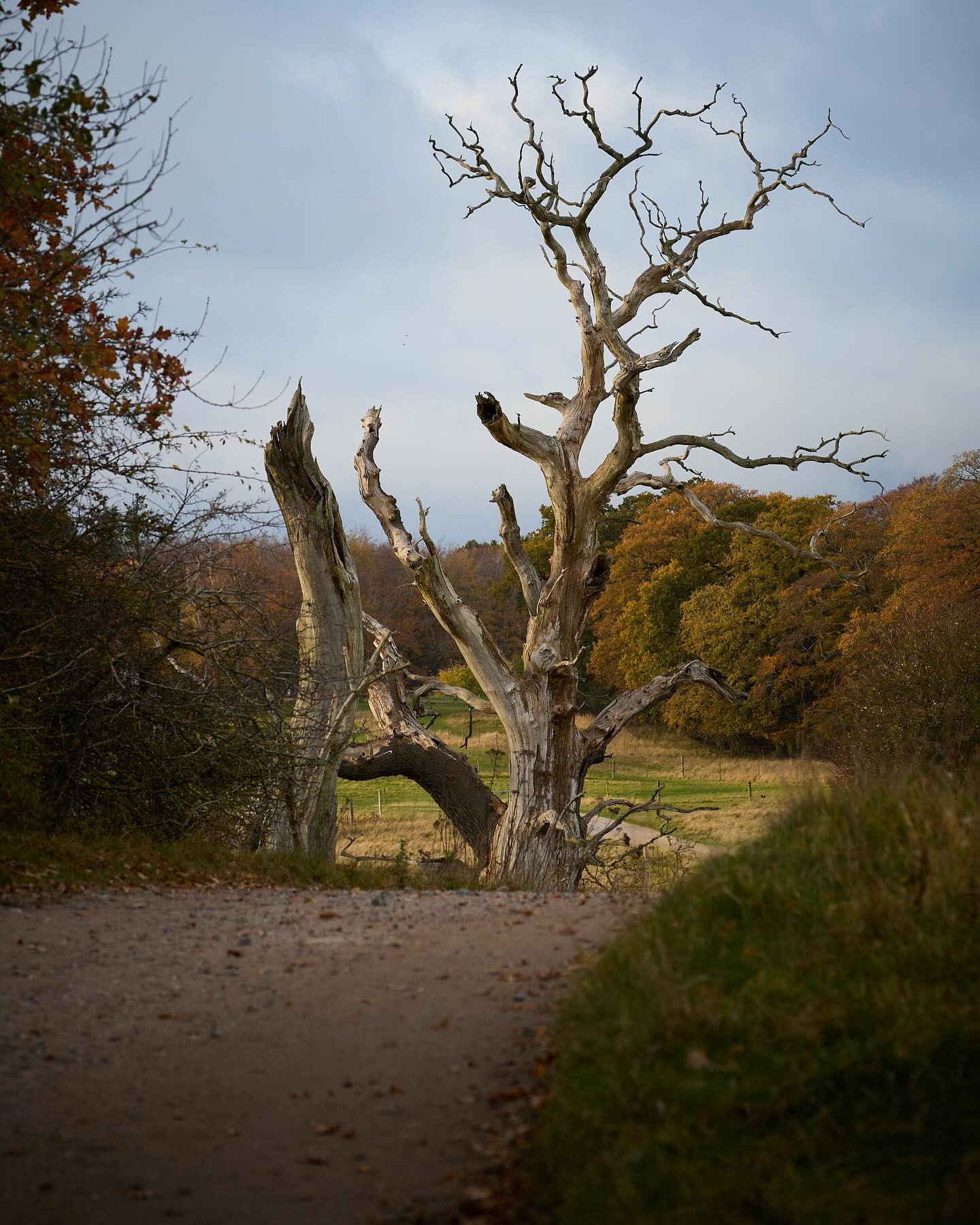 My favourite dead tree. #landscapephotography autumnvibes #autumn #canoneosr6markii #eosr6markii #canon100500rf